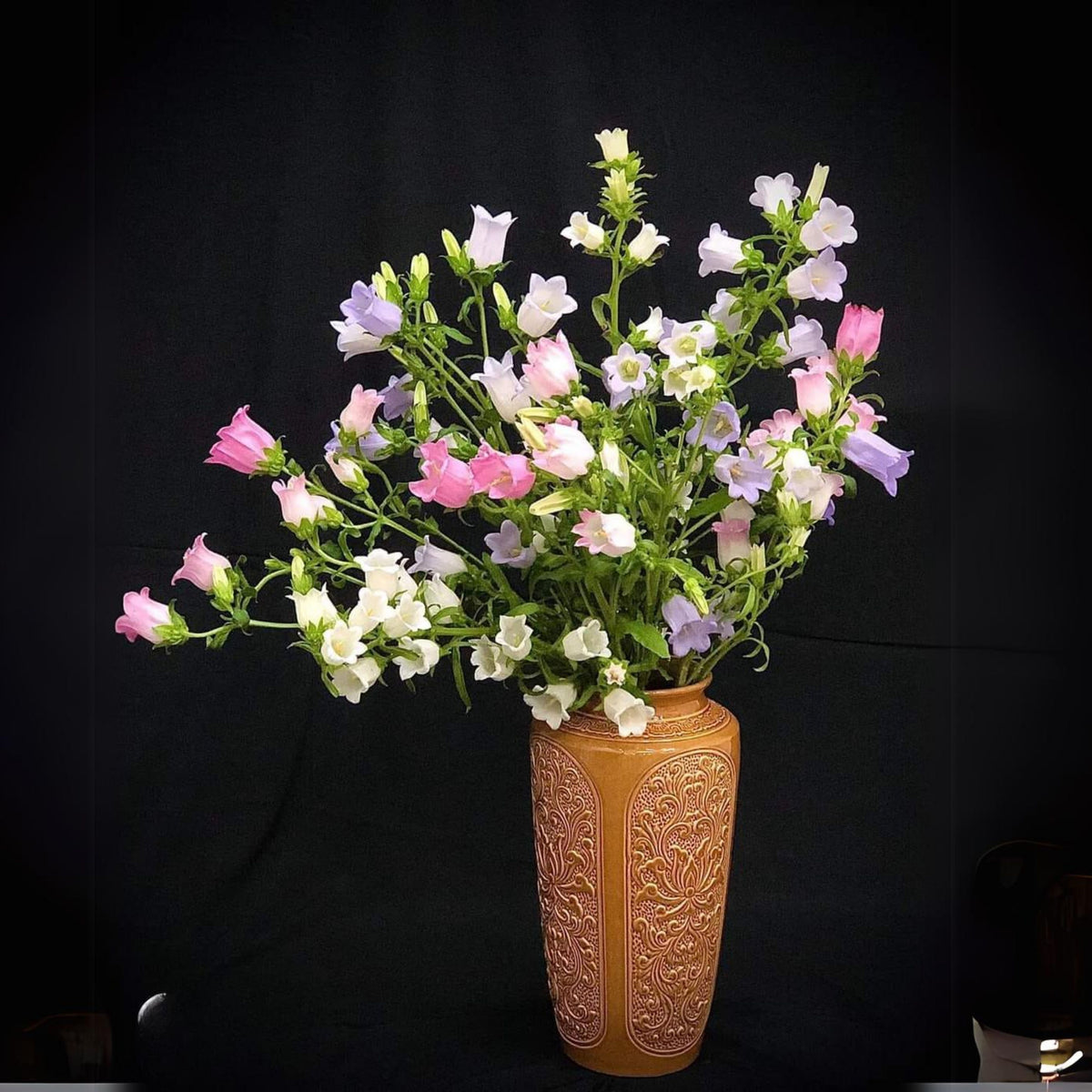 20s| Cup & Saucer Mixture Campanula Seeds - Bellflowers Seeds – Heirloom, Non-GMO, Easy to Grow Perennial, Perfect for Borders, Rock Gardens, Cottage Gardens, and Pollinator-Friendly Landscapes#8049