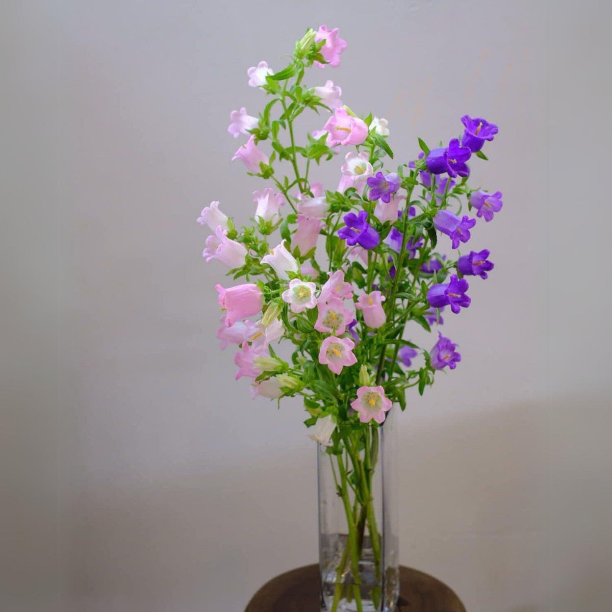 20s| Cup & Saucer Mixture Campanula Seeds - Bellflowers Seeds – Heirloom, Non-GMO, Easy to Grow Perennial, Perfect for Borders, Rock Gardens, Cottage Gardens, and Pollinator-Friendly Landscapes#8049
