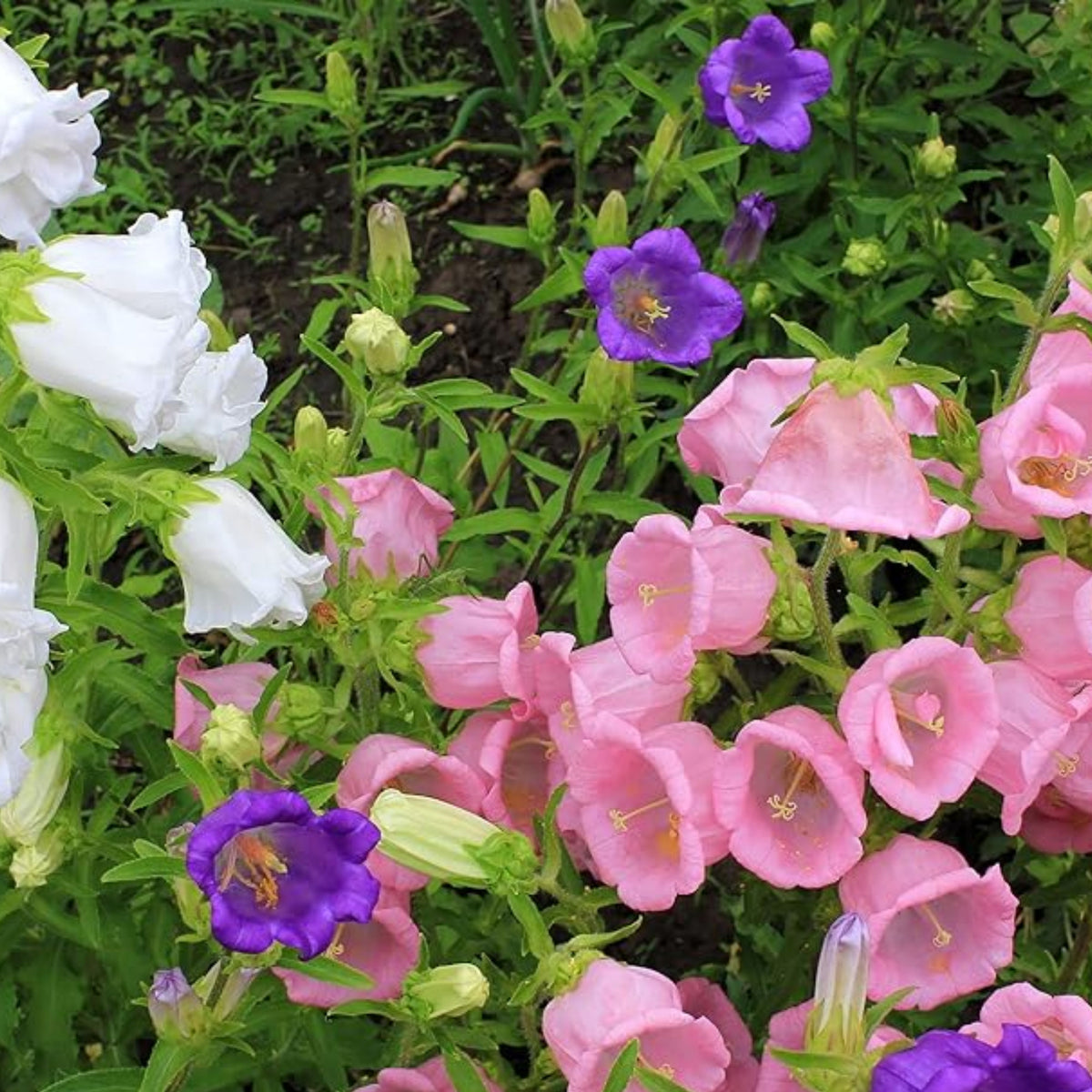 20s| Cup & Saucer Mixture Campanula Seeds - Bellflowers Seeds – Heirloom, Non-GMO, Easy to Grow Perennial, Perfect for Borders, Rock Gardens, Cottage Gardens, and Pollinator-Friendly Landscapes#8049