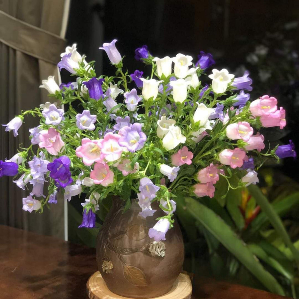 20s| Cup & Saucer Mixture Campanula Seeds - Bellflowers Seeds – Heirloom, Non-GMO, Easy to Grow Perennial, Perfect for Borders, Rock Gardens, Cottage Gardens, and Pollinator-Friendly Landscapes#8049