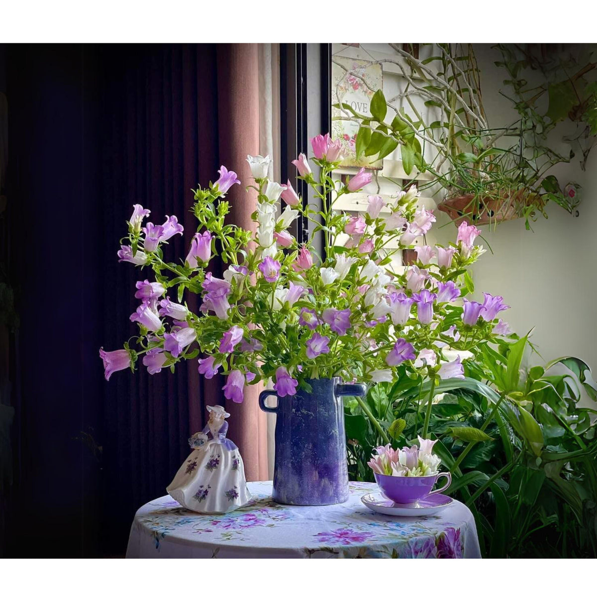 20s| Cup & Saucer Mixture Campanula Seeds - Bellflowers Seeds – Heirloom, Non-GMO, Easy to Grow Perennial, Perfect for Borders, Rock Gardens, Cottage Gardens, and Pollinator-Friendly Landscapes#8049