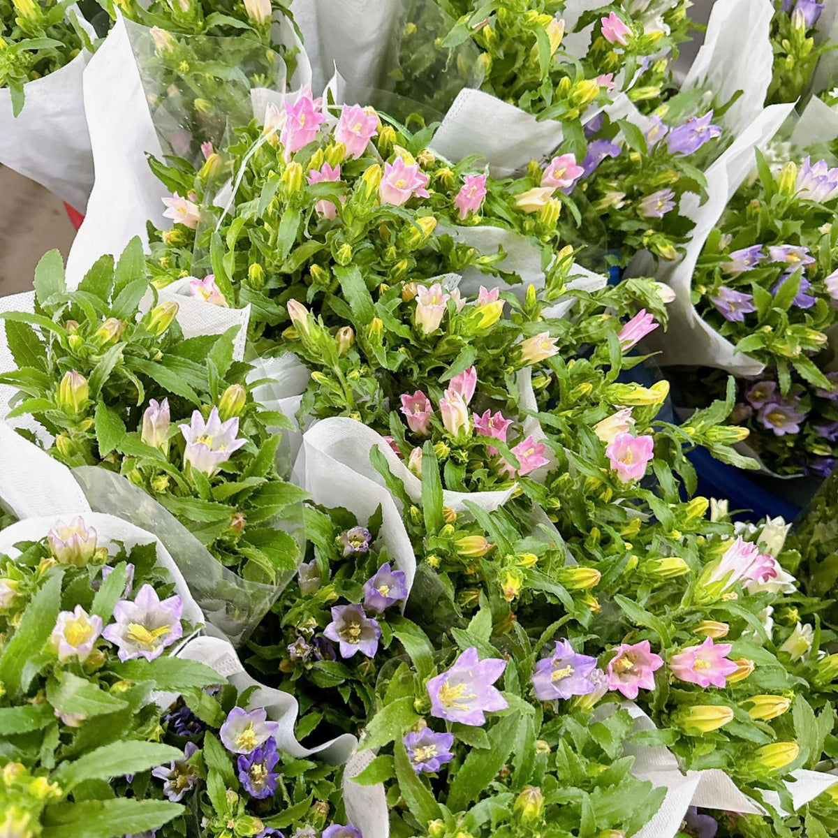 20s| Cup & Saucer Mixture Campanula Seeds - Bellflowers Seeds – Heirloom, Non-GMO, Easy to Grow Perennial, Perfect for Borders, Rock Gardens, Cottage Gardens, and Pollinator-Friendly Landscapes#8049