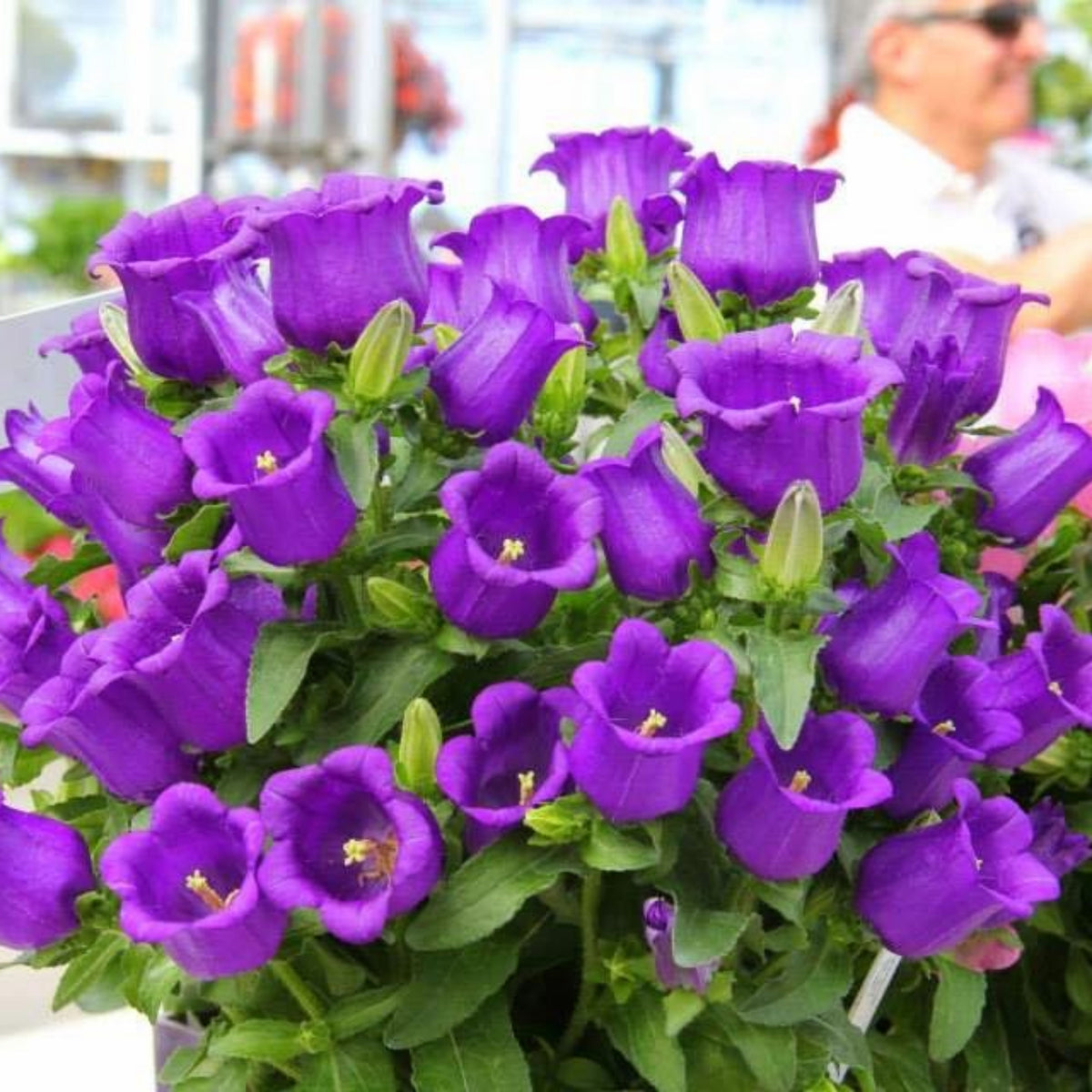 20s| Campanula Seeds - Cup & Saucer Mixture Seeds – Heirloom, Non-GMO, Easy to Grow Perennial, Perfect for Borders, Rock Gardens, Cottage Gardens, and Pollinator-Friendly Landscapes#8049