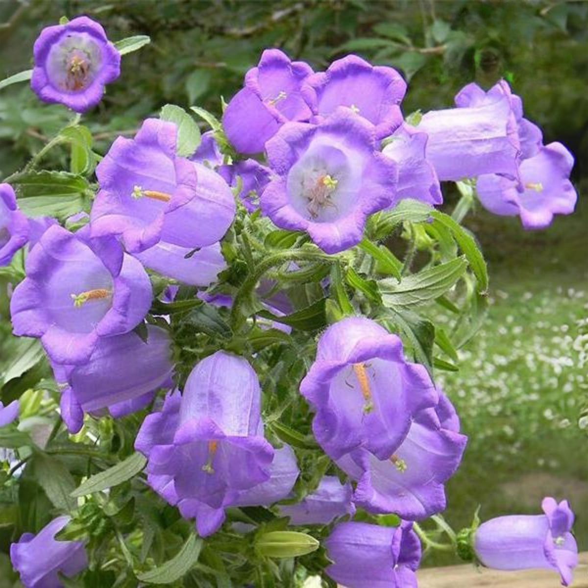 20s| Campanula Seeds - Cup & Saucer Mixture Seeds – Heirloom, Non-GMO, Easy to Grow Perennial, Perfect for Borders, Rock Gardens, Cottage Gardens, and Pollinator-Friendly Landscapes#8049