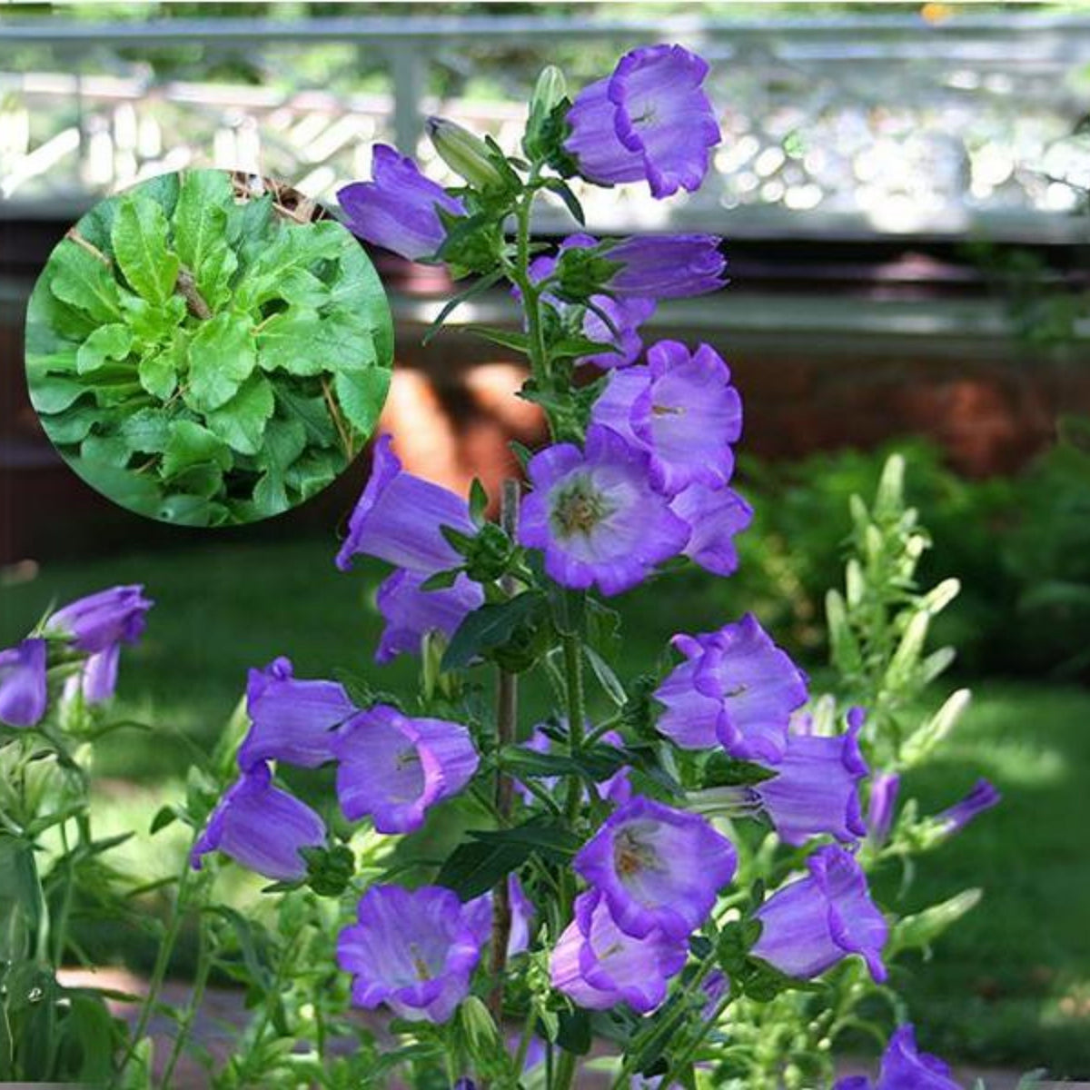 20s| Campanula Seeds - Cup & Saucer Mixture Seeds – Heirloom, Non-GMO, Easy to Grow Perennial, Perfect for Borders, Rock Gardens, Cottage Gardens, and Pollinator-Friendly Landscapes#8049