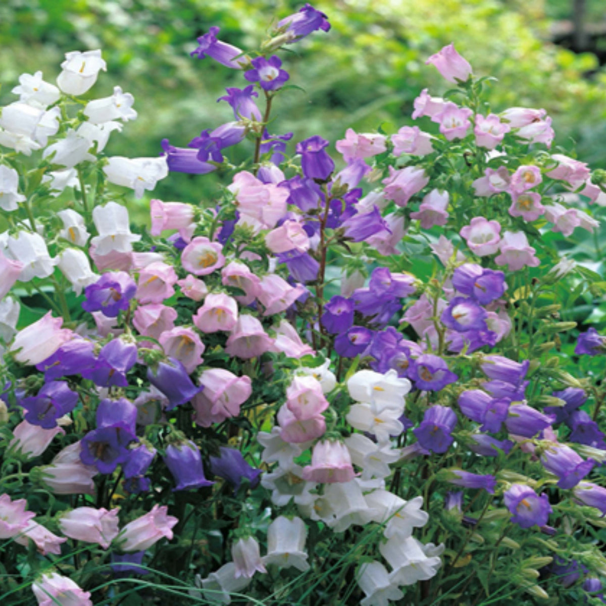20s| Campanula Seeds - Cup & Saucer Mixture Seeds – Heirloom, Non-GMO, Easy to Grow Perennial, Perfect for Borders, Rock Gardens, Cottage Gardens, and Pollinator-Friendly Landscapes#8049