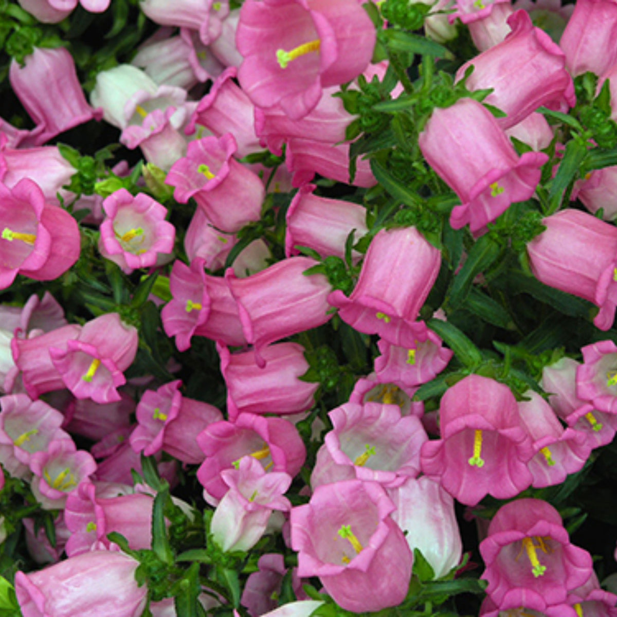 20s| Campanula Seeds - Cup & Saucer Mixture Seeds – Heirloom, Non-GMO, Easy to Grow Perennial, Perfect for Borders, Rock Gardens, Cottage Gardens, and Pollinator-Friendly Landscapes#8049