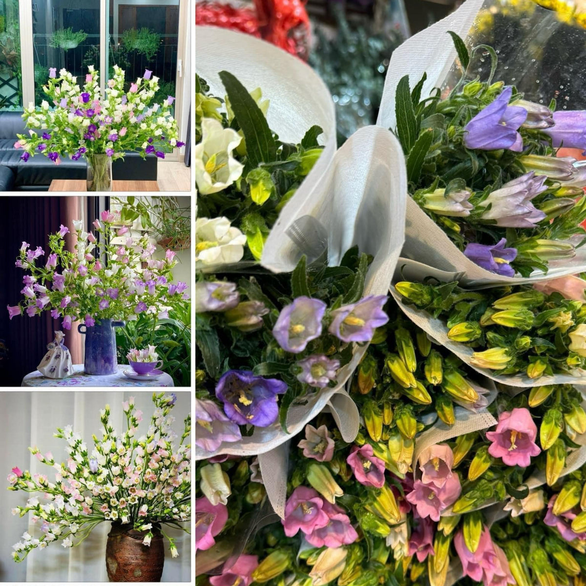 20s| Campanula Seeds - Cup & Saucer Mixture Seeds – Heirloom, Non-GMO, Easy to Grow Perennial, Perfect for Borders, Rock Gardens, Cottage Gardens, and Pollinator-Friendly Landscapes#8049