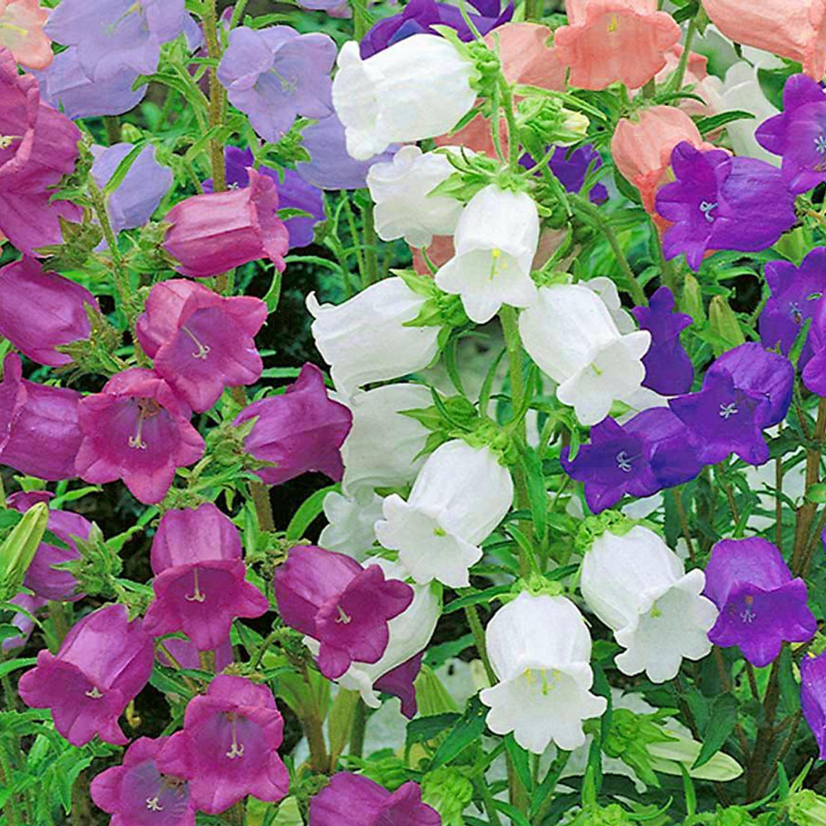 20s| Campanula Seeds - Cup & Saucer Mixture Seeds – Heirloom, Non-GMO, Easy to Grow Perennial, Perfect for Borders, Rock Gardens, Cottage Gardens, and Pollinator-Friendly Landscapes#8049