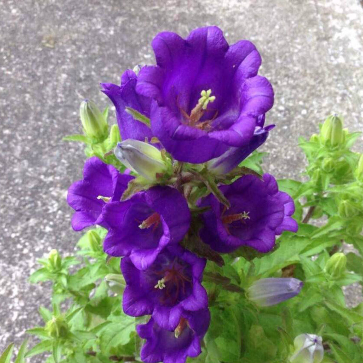 20s| Campanula Seeds - Cup & Saucer Mixture Seeds – Heirloom, Non-GMO, Easy to Grow Perennial, Perfect for Borders, Rock Gardens, Cottage Gardens, and Pollinator-Friendly Landscapes#8049