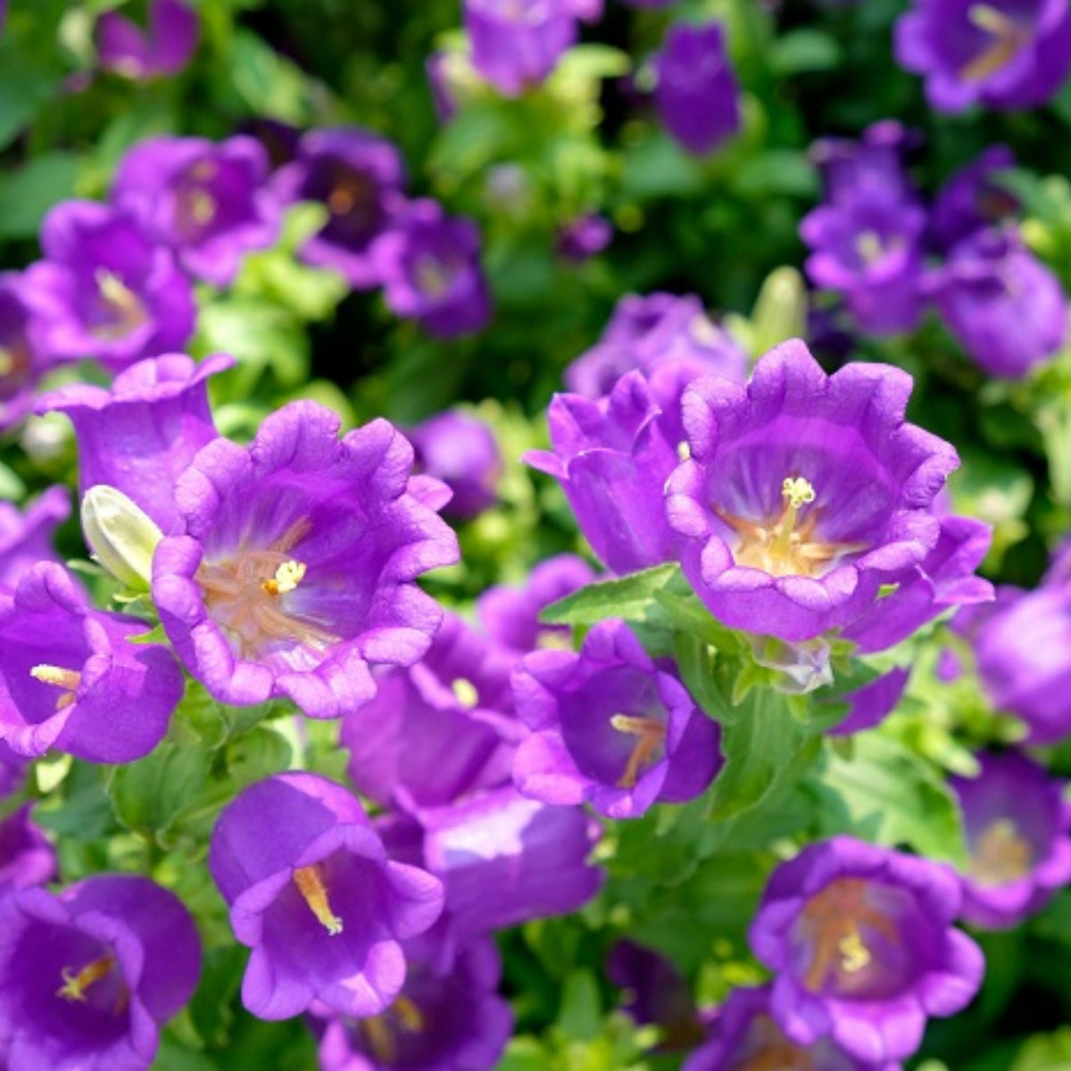 20s| Campanula Seeds - Cup & Saucer Mixture Seeds – Heirloom, Non-GMO, Easy to Grow Perennial, Perfect for Borders, Rock Gardens, Cottage Gardens, and Pollinator-Friendly Landscapes#8049