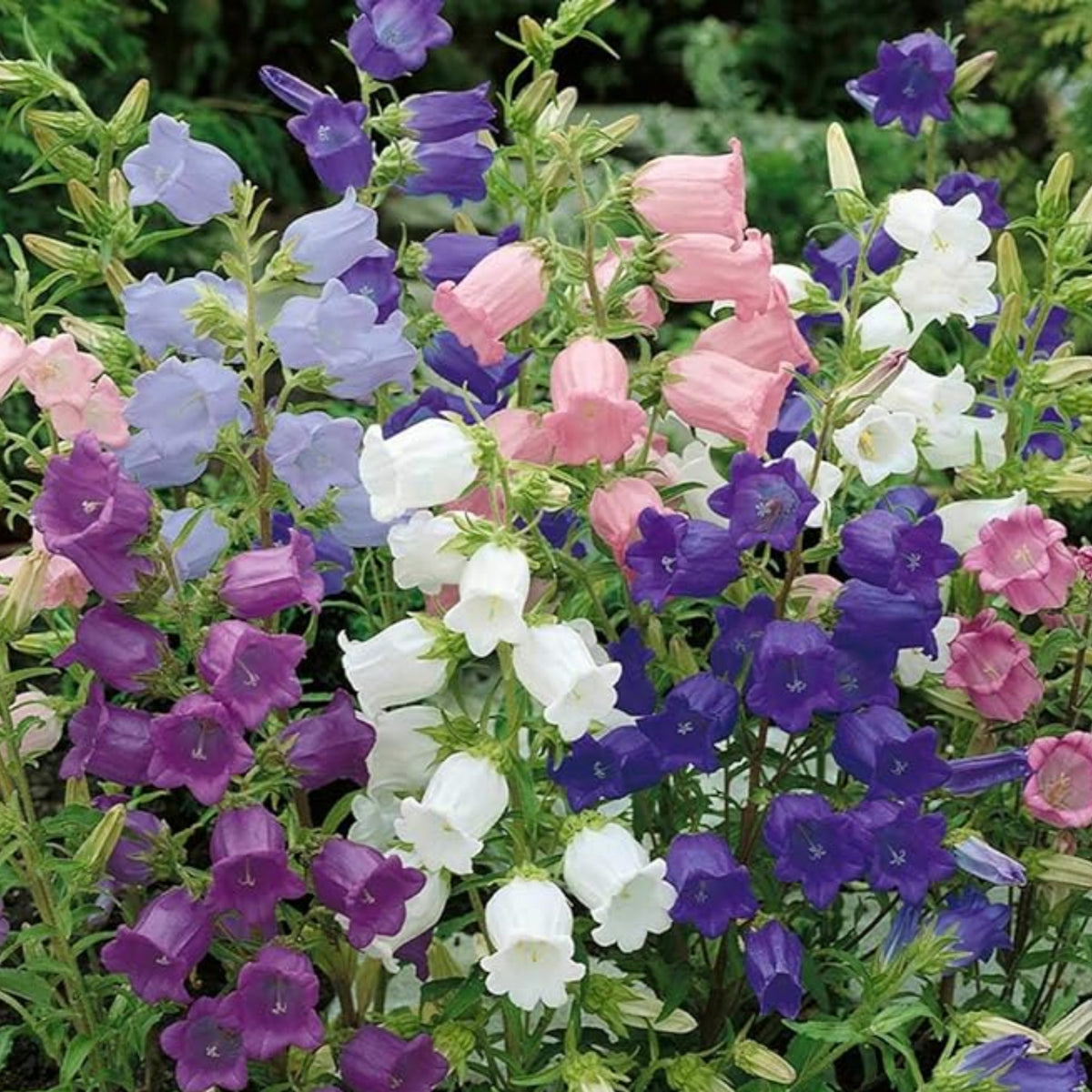 20s| Cup & Saucer Mixture Campanula Seeds - Bellflowers Seeds – Heirloom, Non-GMO, Easy to Grow Perennial, Perfect for Borders, Rock Gardens, Cottage Gardens, and Pollinator-Friendly Landscapes#8049