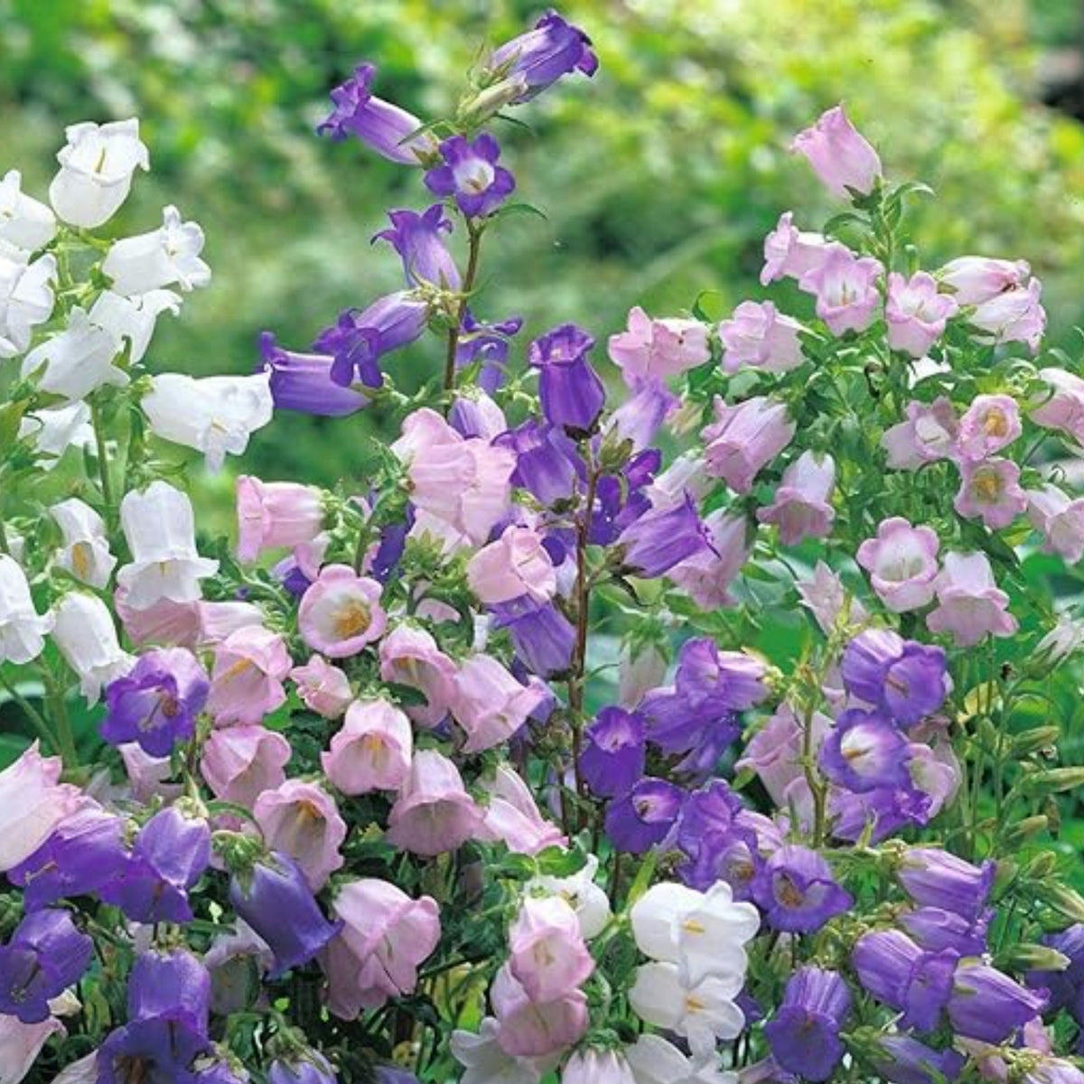 20s| Cup & Saucer Mixture Campanula Seeds - Bellflowers Seeds – Heirloom, Non-GMO, Easy to Grow Perennial, Perfect for Borders, Rock Gardens, Cottage Gardens, and Pollinator-Friendly Landscapes#8049