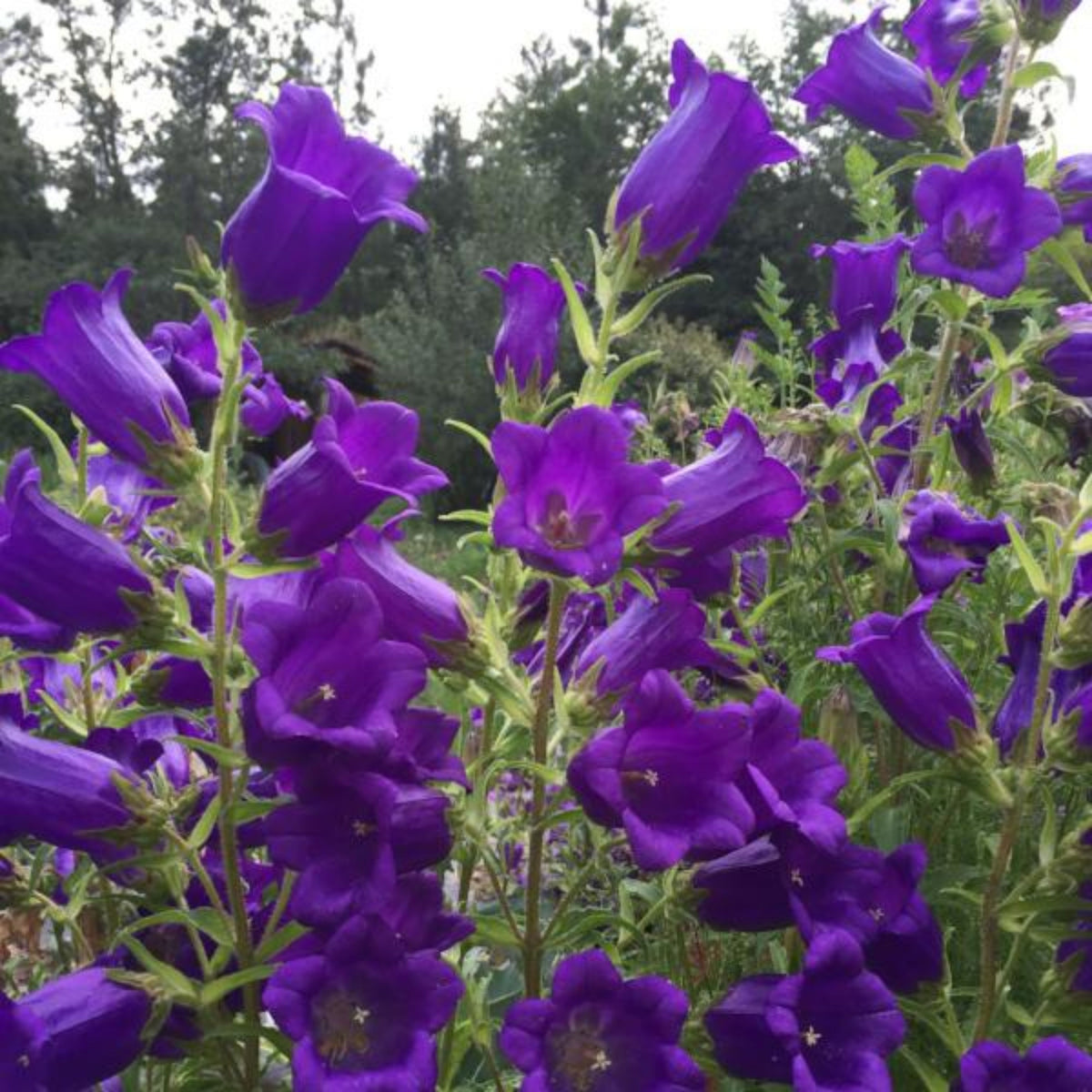 20s| Cup & Saucer Mixture Campanula Seeds - Bellflowers Seeds – Heirloom, Non-GMO, Easy to Grow Perennial, Perfect for Borders, Rock Gardens, Cottage Gardens, and Pollinator-Friendly Landscapes#8049