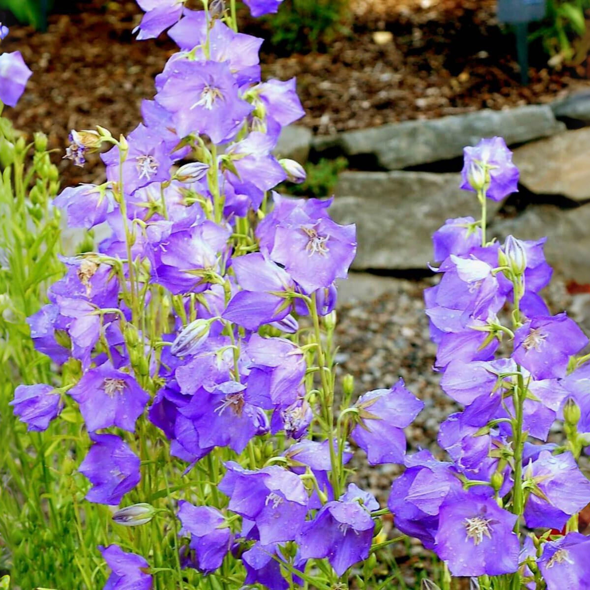 20s| Blue Bell Campanula Seeds – Heirloom, Non-GMO, Easy to Grow Perennial, Perfect for Borders, Rock Gardens, Cottage Gardens, and Pollinator-Friendly Landscapes#8050