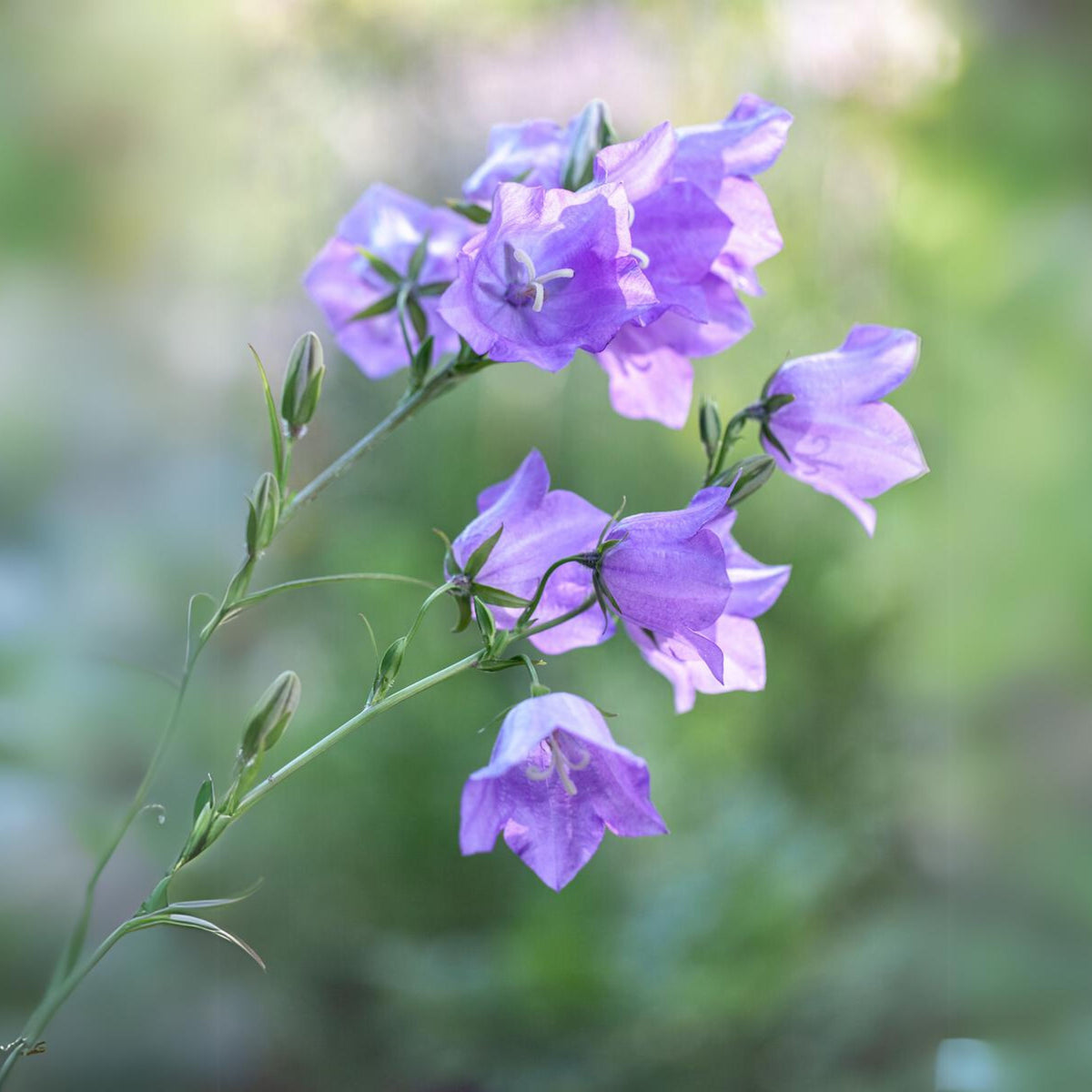 20s| Blue Bell Campanula Seeds – Heirloom, Non-GMO, Easy to Grow Perennial, Perfect for Borders, Rock Gardens, Cottage Gardens, and Pollinator-Friendly Landscapes#8050