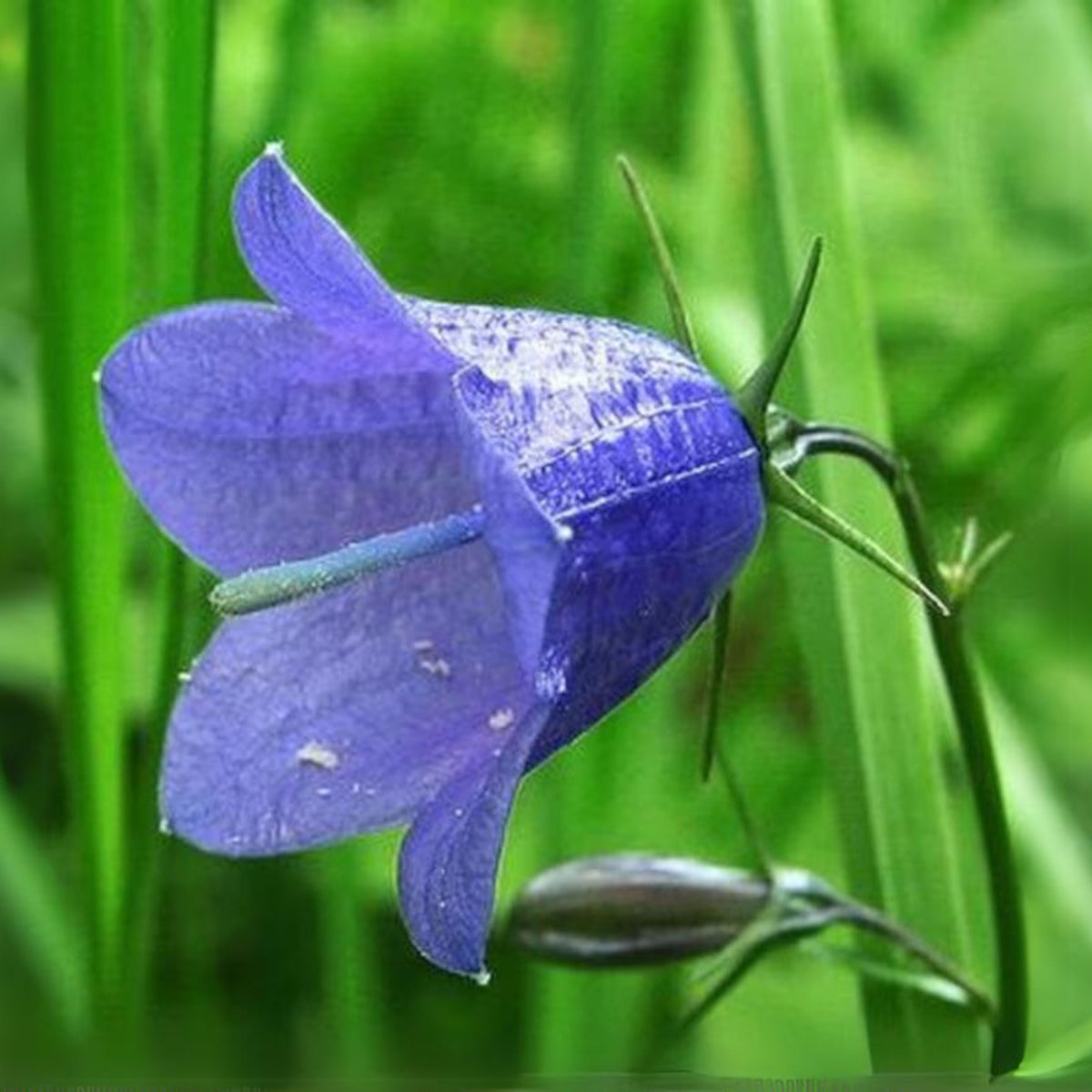 20s| Blue Bell Campanula Seeds – Heirloom, Non-GMO, Easy to Grow Perennial, Perfect for Borders, Rock Gardens, Cottage Gardens, and Pollinator-Friendly Landscapes#8050
