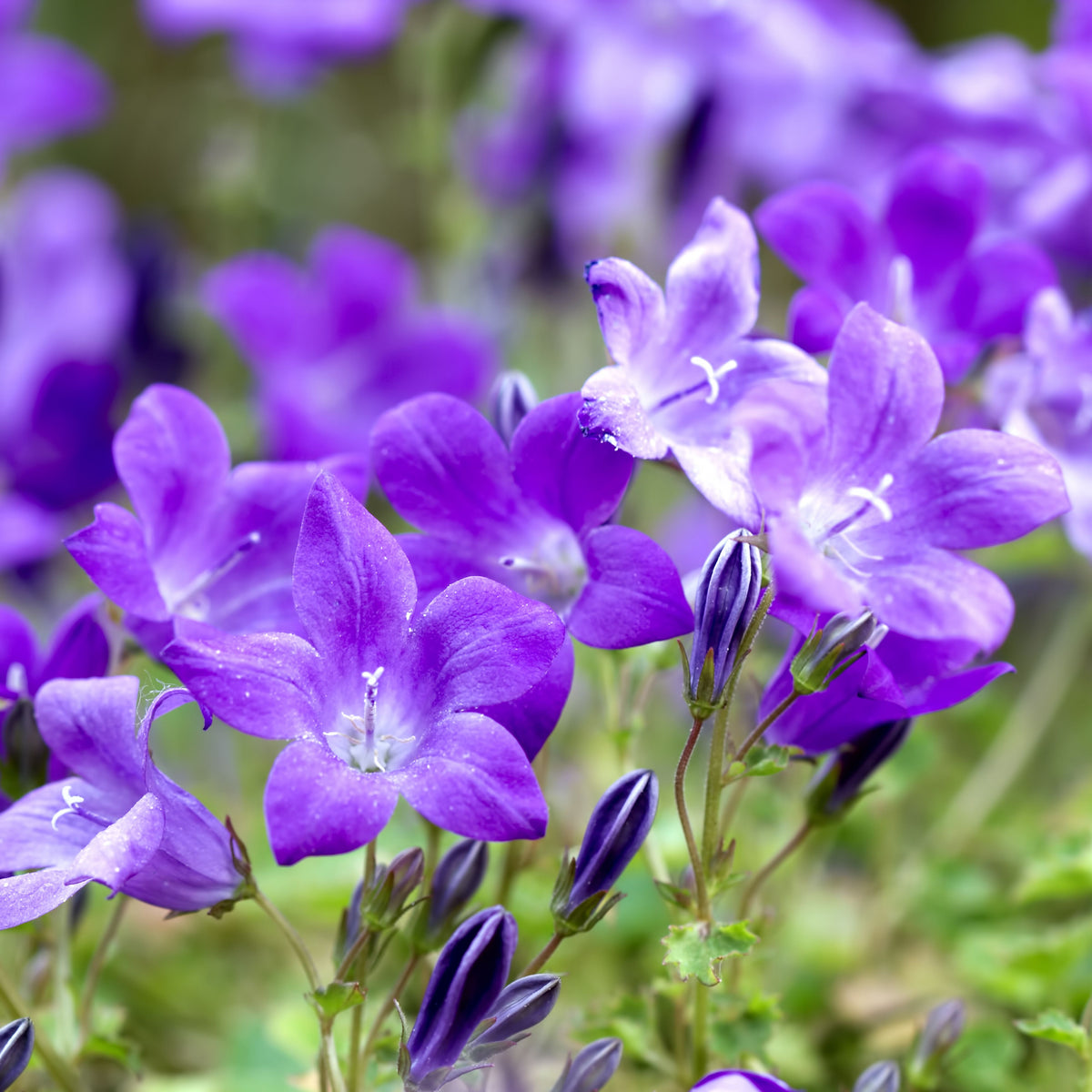 20s| Blue Bell Campanula Seeds – Heirloom, Non-GMO, Easy to Grow Perennial, Perfect for Borders, Rock Gardens, Cottage Gardens, and Pollinator-Friendly Landscapes#8050