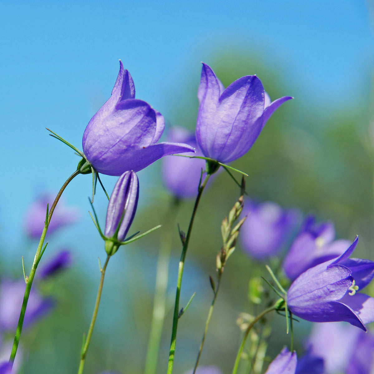 20s| Blue Bell Campanula Seeds – Heirloom, Non-GMO, Easy to Grow Perennial, Perfect for Borders, Rock Gardens, Cottage Gardens, and Pollinator-Friendly Landscapes#8050
