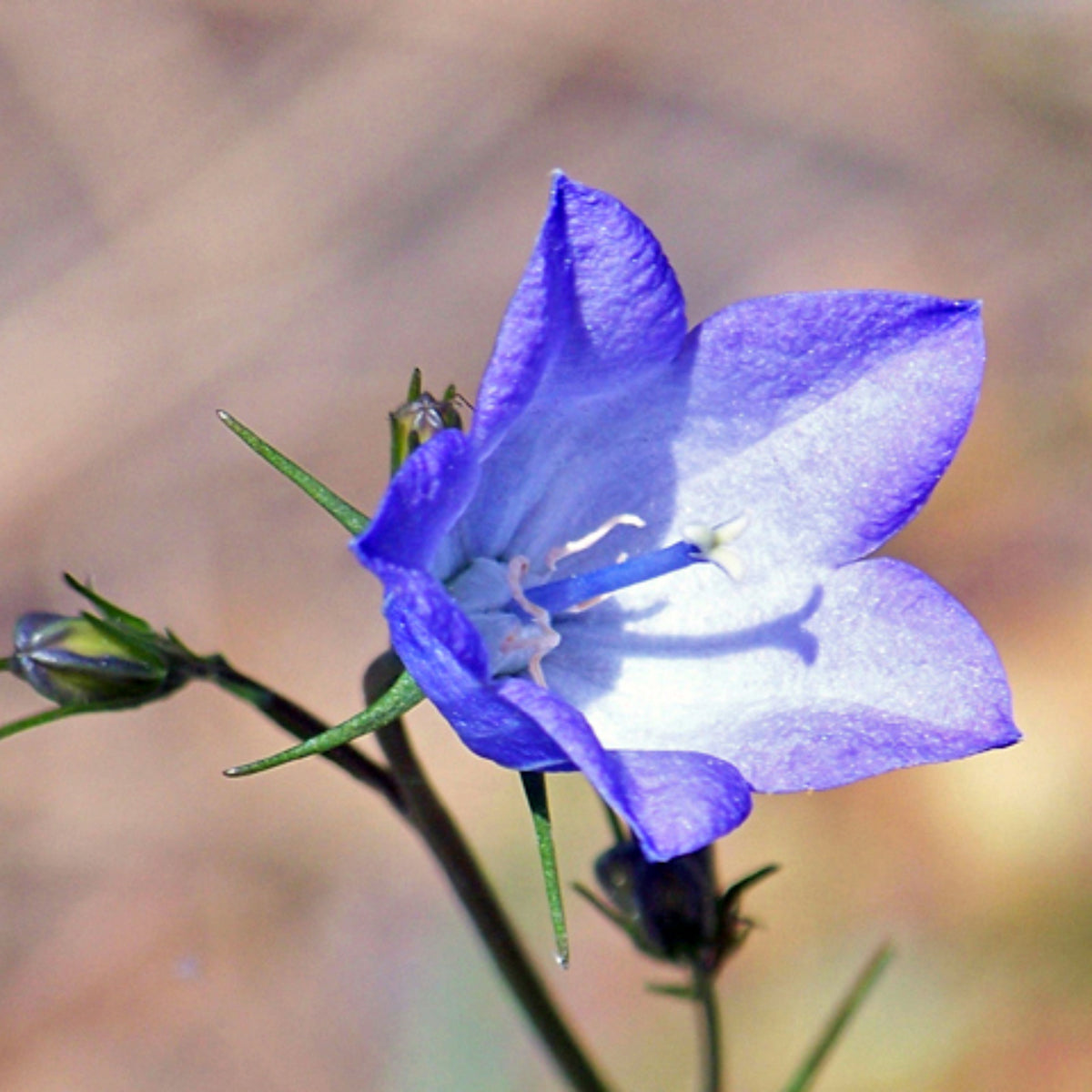 20s| Blue Bell Campanula Seeds – Heirloom, Non-GMO, Easy to Grow Perennial, Perfect for Borders, Rock Gardens, Cottage Gardens, and Pollinator-Friendly Landscapes#8050