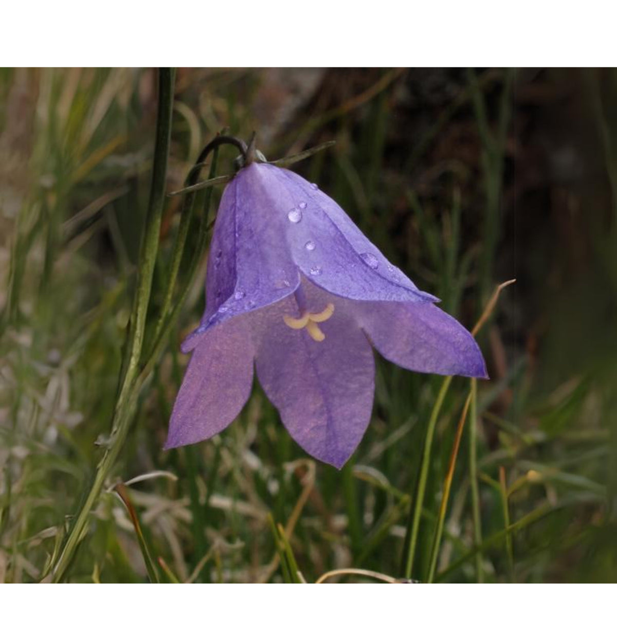 20s| Blue Bell Campanula Seeds – Heirloom, Non-GMO, Easy to Grow Perennial, Perfect for Borders, Rock Gardens, Cottage Gardens, and Pollinator-Friendly Landscapes#8050