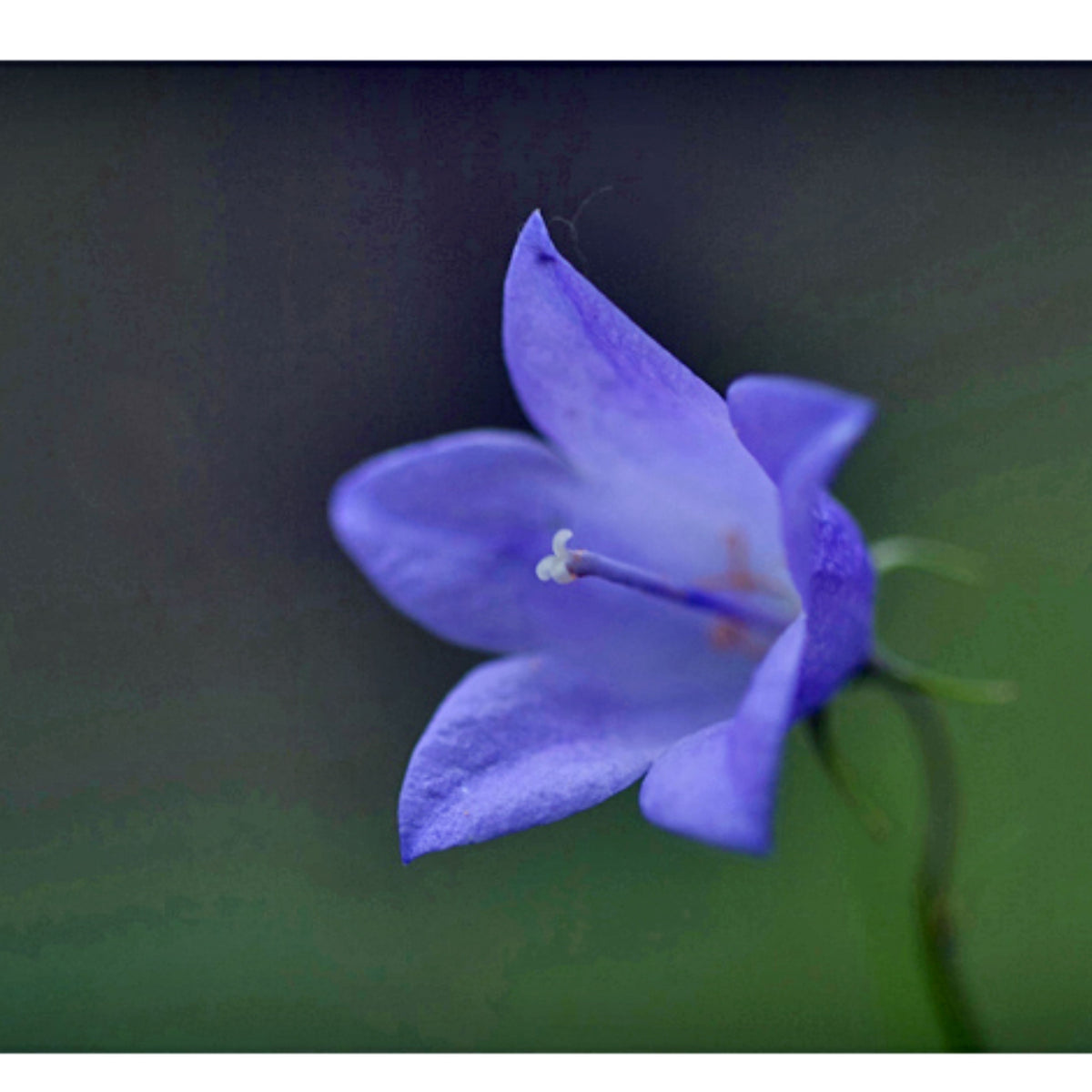 20s| Blue Bell Campanula Seeds – Heirloom, Non-GMO, Easy to Grow Perennial, Perfect for Borders, Rock Gardens, Cottage Gardens, and Pollinator-Friendly Landscapes#8050