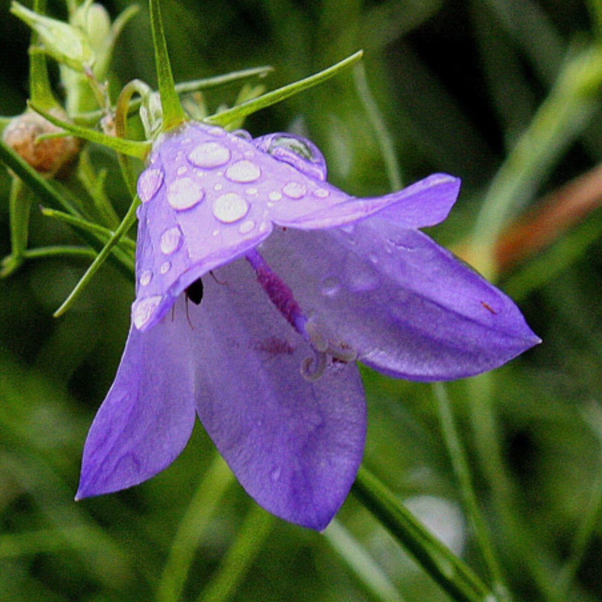 20s| Blue Bell Campanula Seeds – Heirloom, Non-GMO, Easy to Grow Perennial, Perfect for Borders, Rock Gardens, Cottage Gardens, and Pollinator-Friendly Landscapes#8050