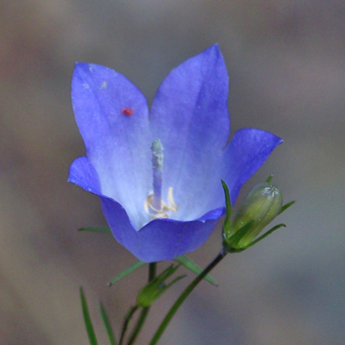 20s| Blue Bell Campanula Seeds – Heirloom, Non-GMO, Easy to Grow Perennial, Perfect for Borders, Rock Gardens, Cottage Gardens, and Pollinator-Friendly Landscapes#8050