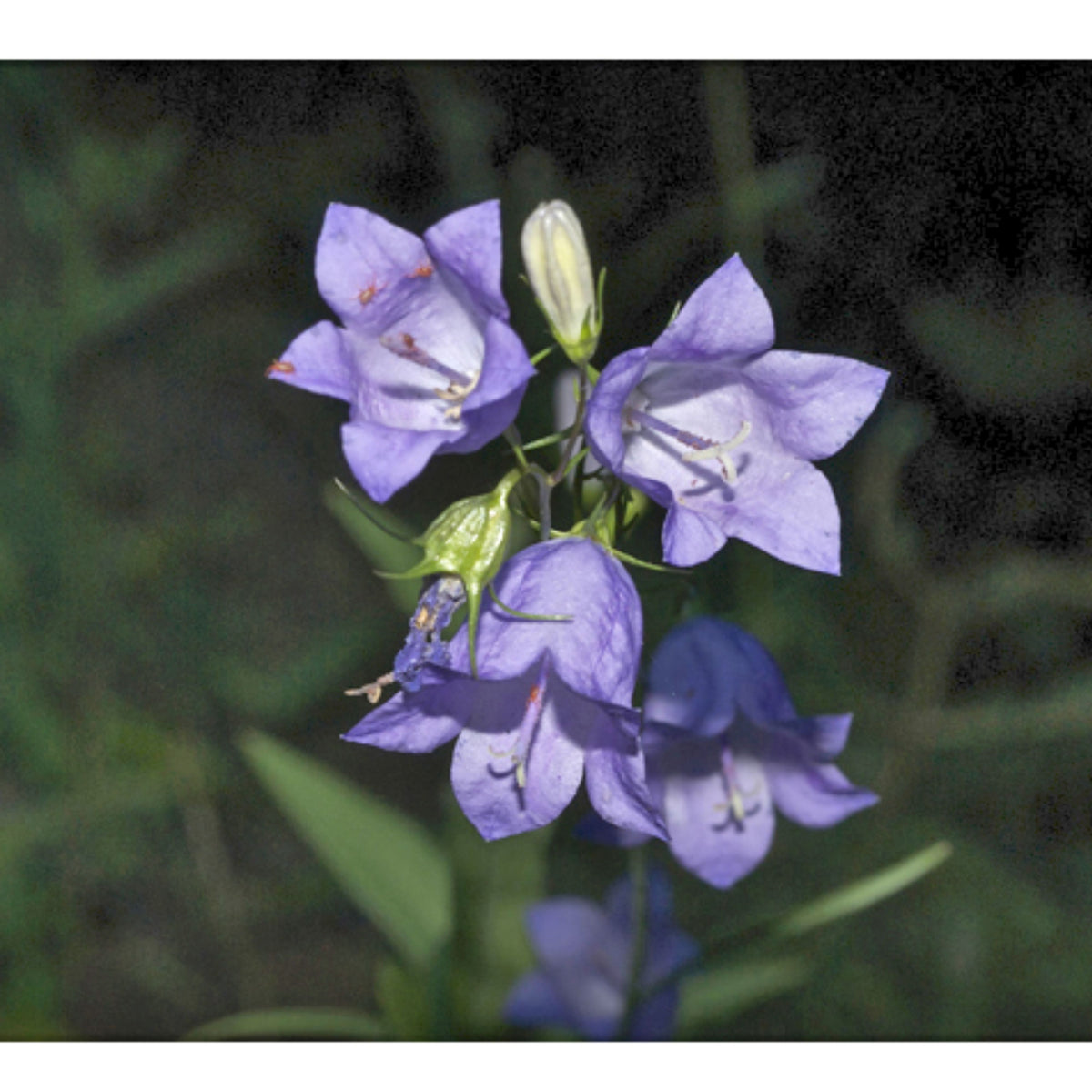 20s| Blue Bell Campanula Seeds – Heirloom, Non-GMO, Easy to Grow Perennial, Perfect for Borders, Rock Gardens, Cottage Gardens, and Pollinator-Friendly Landscapes#8050