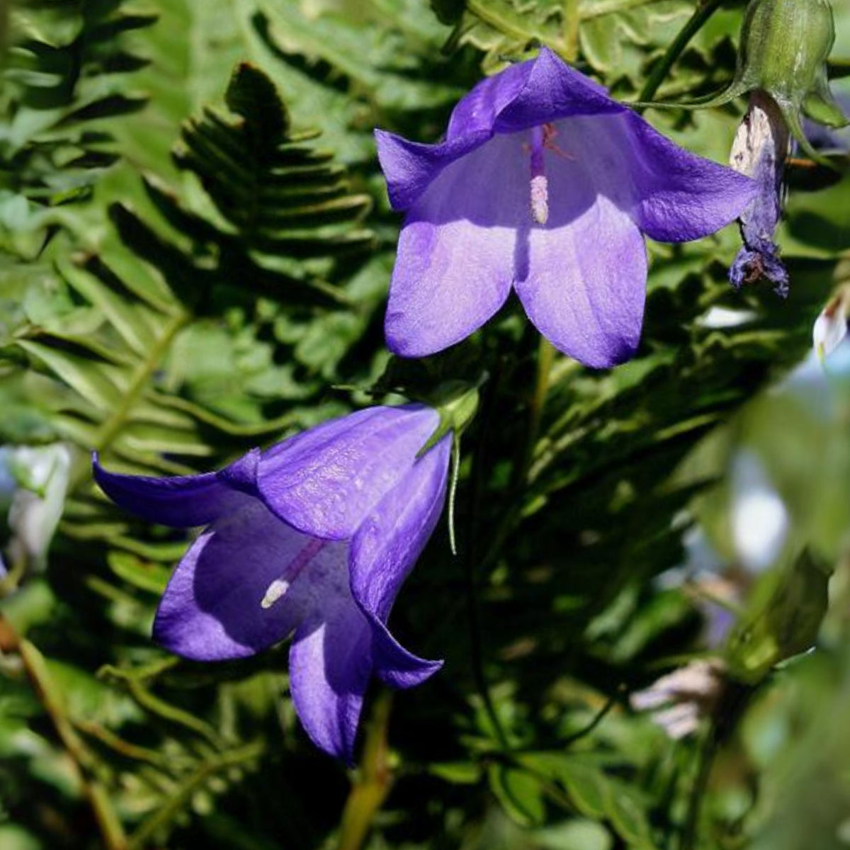 20s| Blue Bell Campanula Seeds – Heirloom, Non-GMO, Easy to Grow Perennial, Perfect for Borders, Rock Gardens, Cottage Gardens, and Pollinator-Friendly Landscapes#8050
