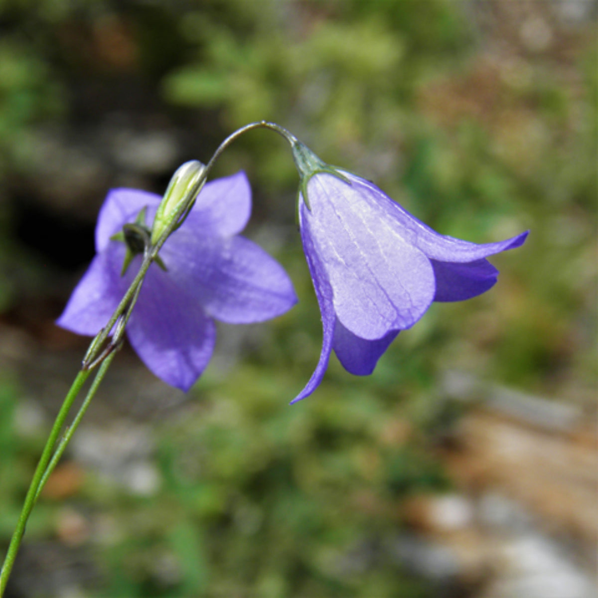 20s| Blue Bell Campanula Seeds – Heirloom, Non-GMO, Easy to Grow Perennial, Perfect for Borders, Rock Gardens, Cottage Gardens, and Pollinator-Friendly Landscapes#8050