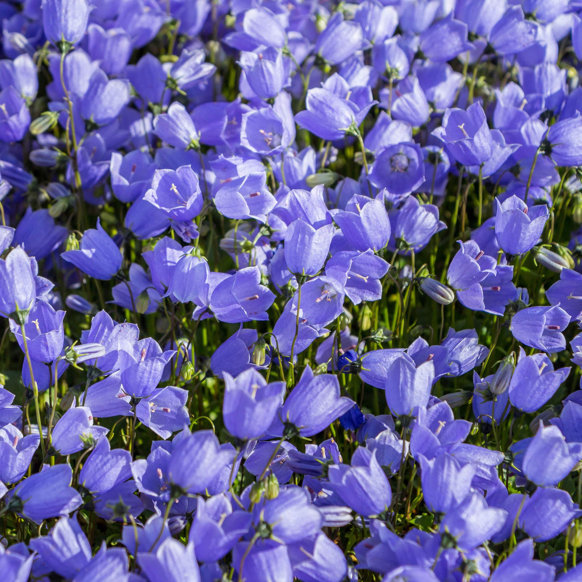 20s| Blue Bell Campanula Seeds – Heirloom, Non-GMO, Easy to Grow Perennial, Perfect for Borders, Rock Gardens, Cottage Gardens, and Pollinator-Friendly Landscapes#8050