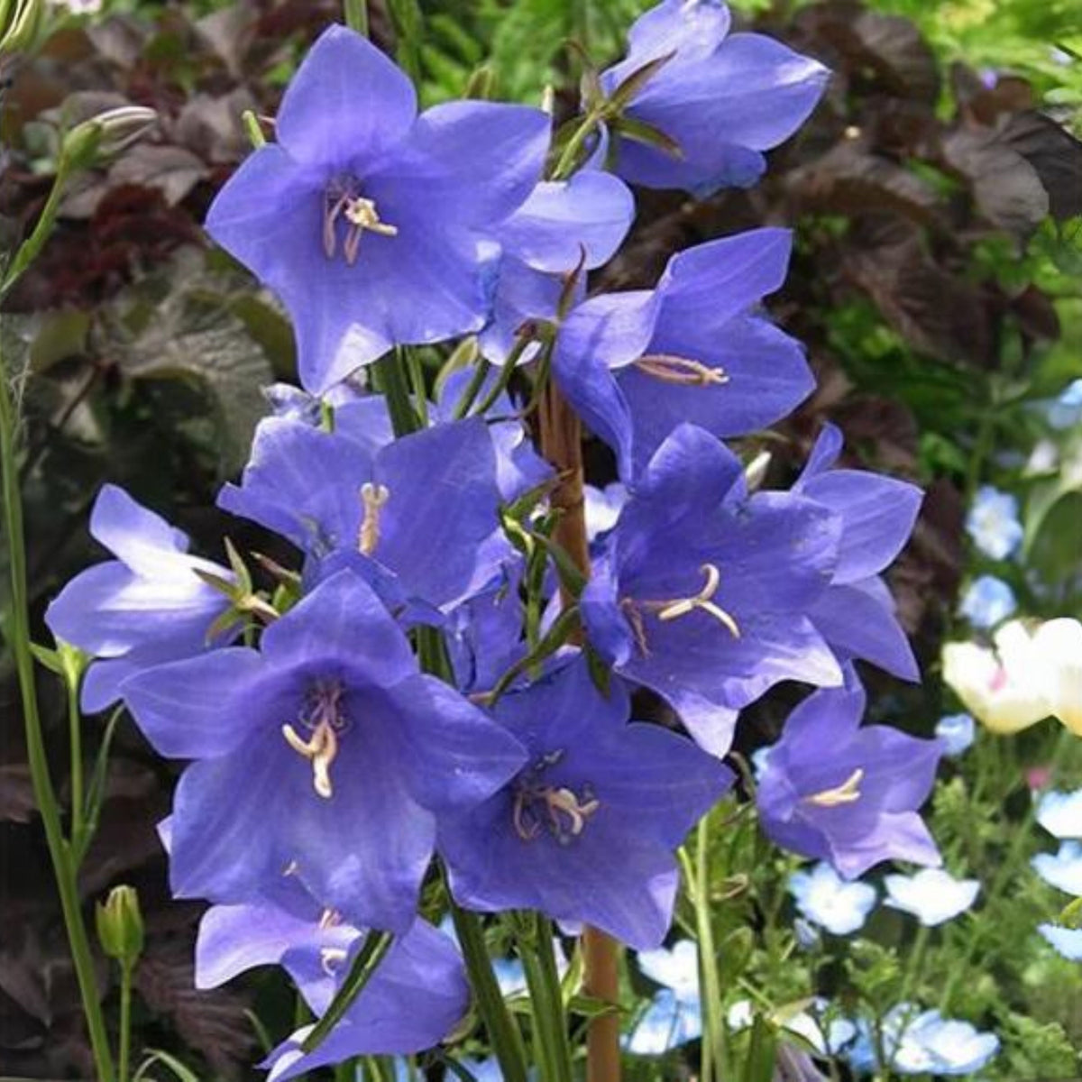 20s| Blue Bell Campanula Seeds – Heirloom, Non-GMO, Easy to Grow Perennial, Perfect for Borders, Rock Gardens, Cottage Gardens, and Pollinator-Friendly Landscapes#8050