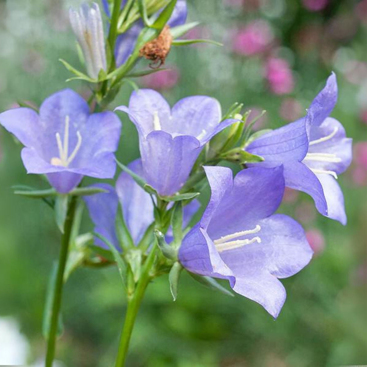 20s| Blue Bell Campanula Seeds – Heirloom, Non-GMO, Easy to Grow Perennial, Perfect for Borders, Rock Gardens, Cottage Gardens, and Pollinator-Friendly Landscapes#8050