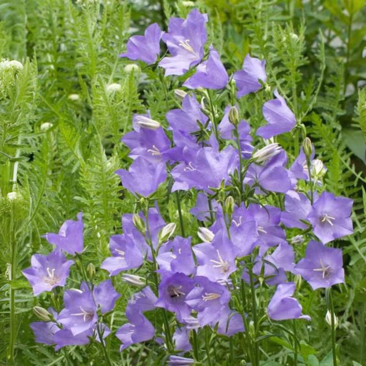20s| Blue Bell Campanula Seeds – Heirloom, Non-GMO, Easy to Grow Perennial, Perfect for Borders, Rock Gardens, Cottage Gardens, and Pollinator-Friendly Landscapes#8050