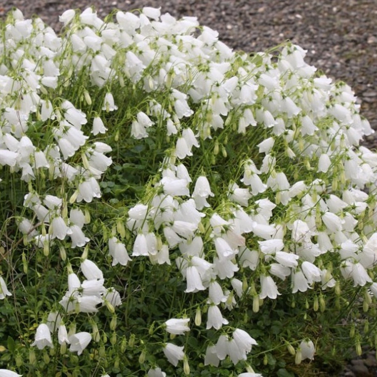 20s| Baby White Campanule Seeds – Heirloom, Non-GMO, Easy to Grow Perennial, Perfect for Borders, Rock Gardens, Cottage Gardens, and Pollinator-Friendly Landscapes#8051