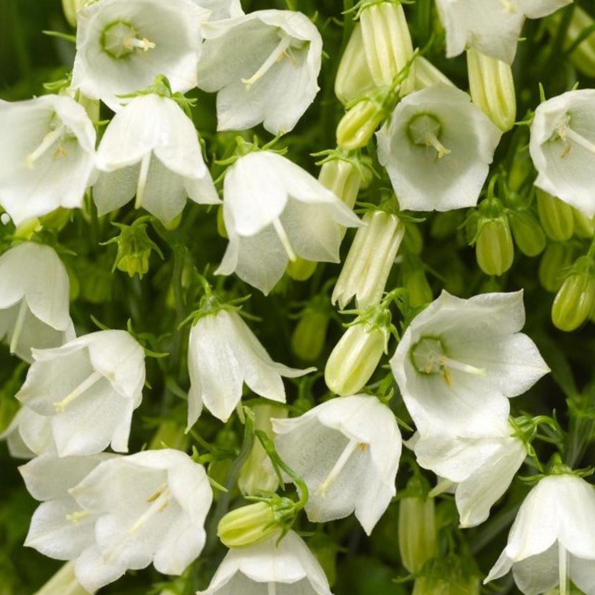 20s| Baby White Campanule Seeds – Heirloom, Non-GMO, Easy to Grow Perennial, Perfect for Borders, Rock Gardens, Cottage Gardens, and Pollinator-Friendly Landscapes#8051