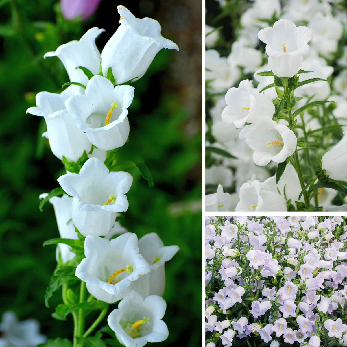 20s| Baby White Campanule Seeds – Heirloom, Non-GMO, Easy to Grow Perennial, Perfect for Borders, Rock Gardens, Cottage Gardens, and Pollinator-Friendly Landscapes#8051