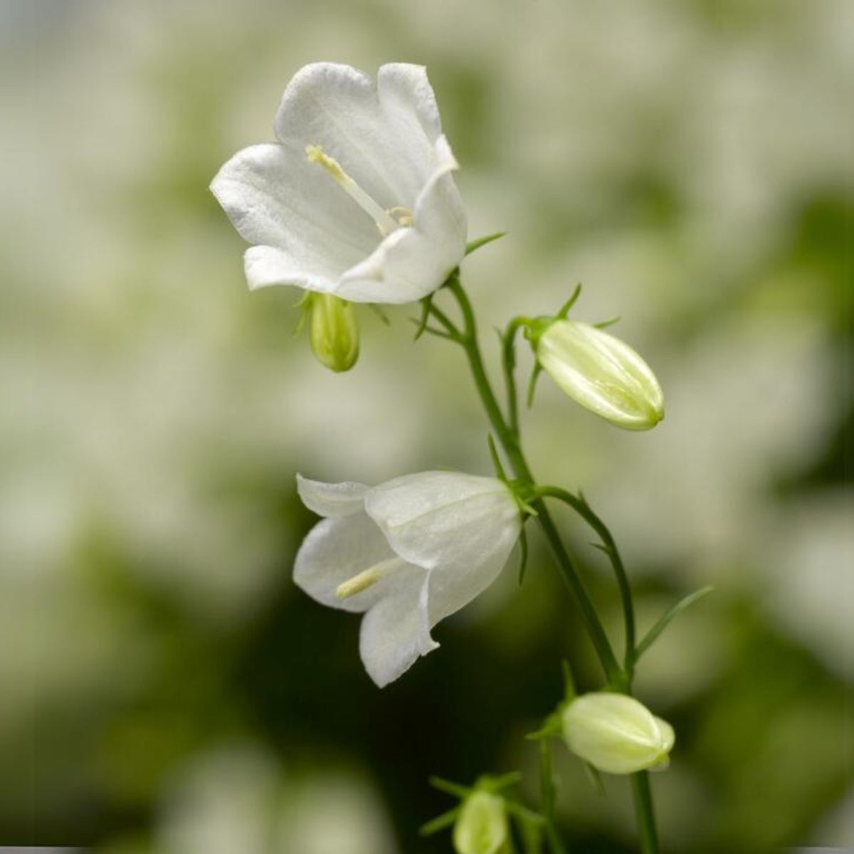 20s| Baby White Campanule Seeds – Heirloom, Non-GMO, Easy to Grow Perennial, Perfect for Borders, Rock Gardens, Cottage Gardens, and Pollinator-Friendly Landscapes#8051