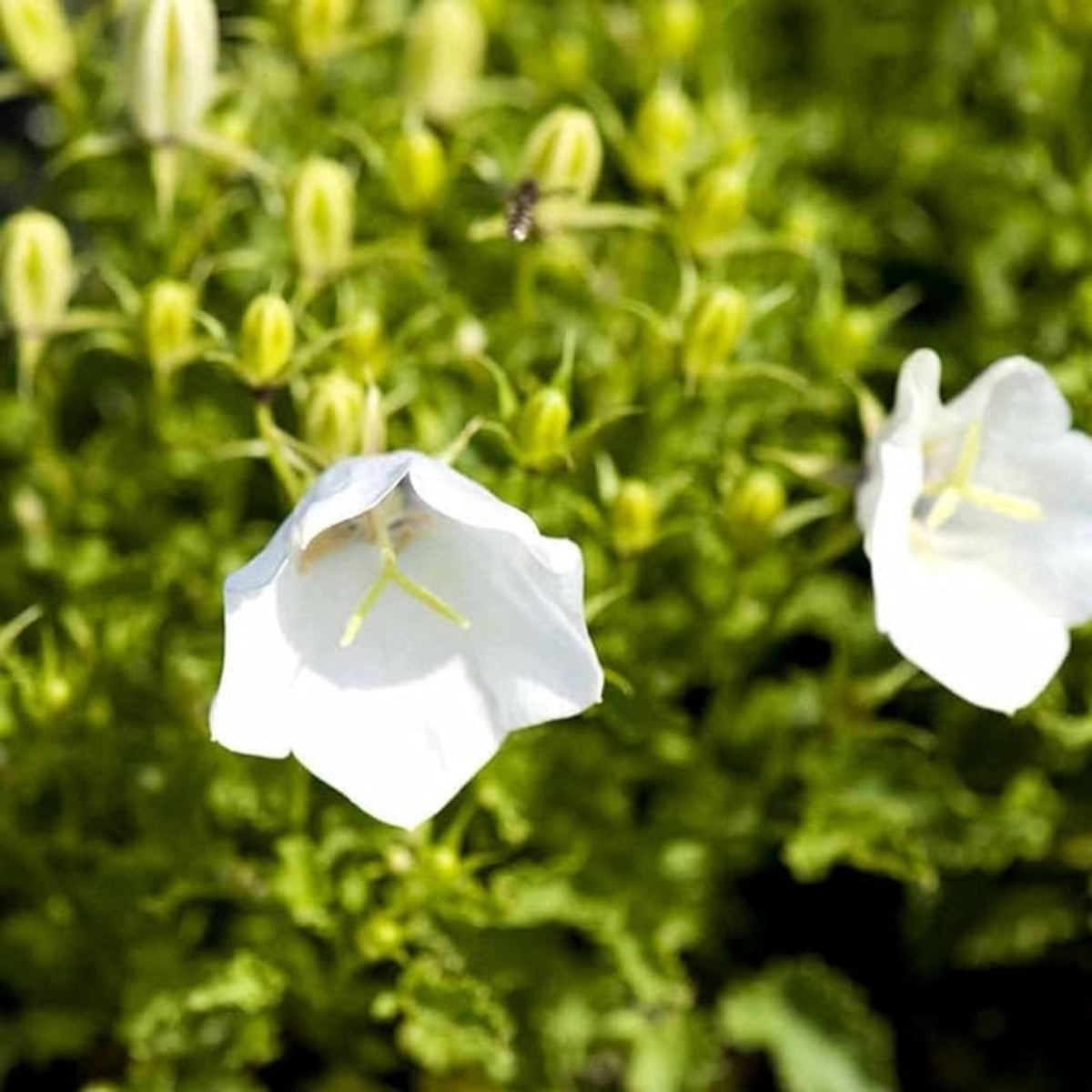 20s| Baby White Campanule Seeds – Heirloom, Non-GMO, Easy to Grow Perennial, Perfect for Borders, Rock Gardens, Cottage Gardens, and Pollinator-Friendly Landscapes#8051