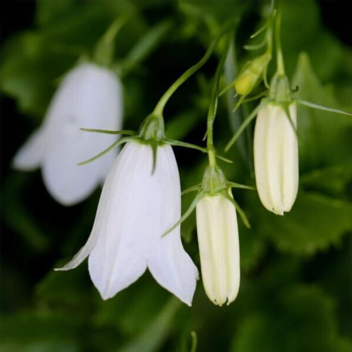 20s| Baby White Campanule Seeds – Heirloom, Non-GMO, Easy to Grow Perennial, Perfect for Borders, Rock Gardens, Cottage Gardens, and Pollinator-Friendly Landscapes#8051