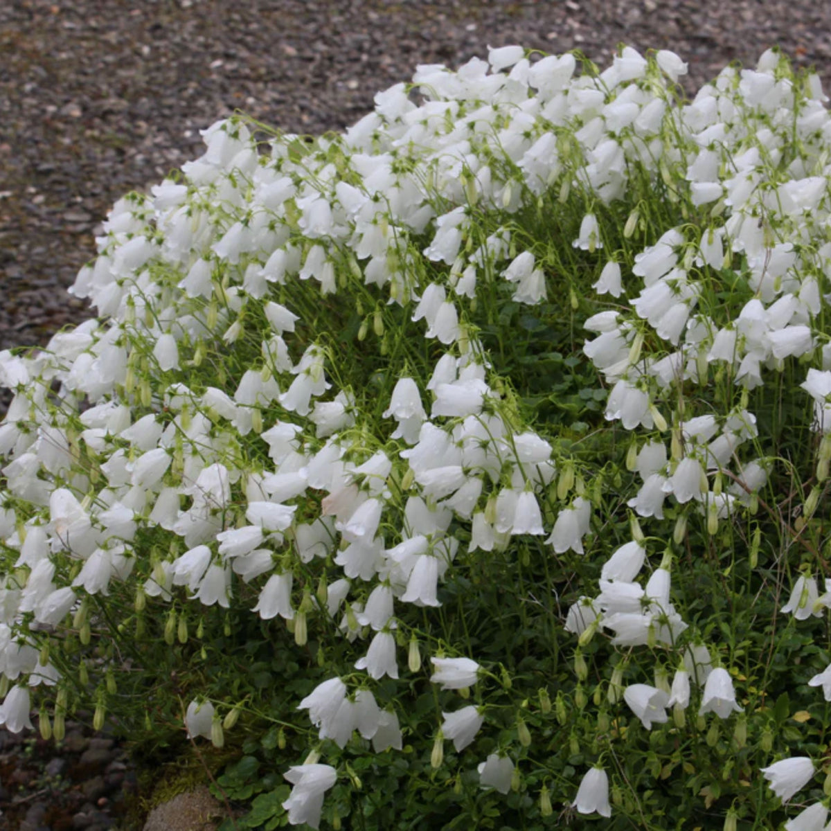 20s| Baby White Campanule Seeds – Heirloom, Non-GMO, Easy to Grow Perennial, Perfect for Borders, Rock Gardens, Cottage Gardens, and Pollinator-Friendly Landscapes#8051