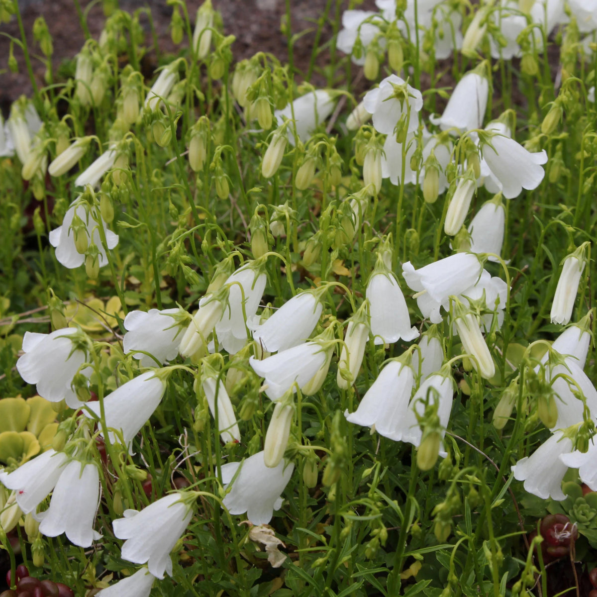 20s| Baby White Campanule Seeds – Heirloom, Non-GMO, Easy to Grow Perennial, Perfect for Borders, Rock Gardens, Cottage Gardens, and Pollinator-Friendly Landscapes#8051