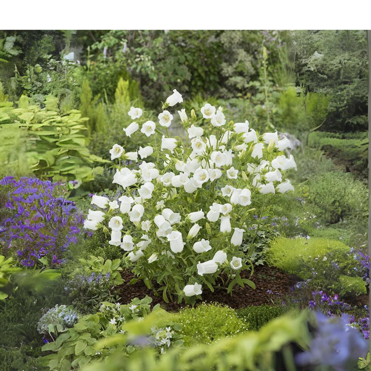20s| Baby White Campanule Seeds – Heirloom, Non-GMO, Easy to Grow Perennial, Perfect for Borders, Rock Gardens, Cottage Gardens, and Pollinator-Friendly Landscapes#8051