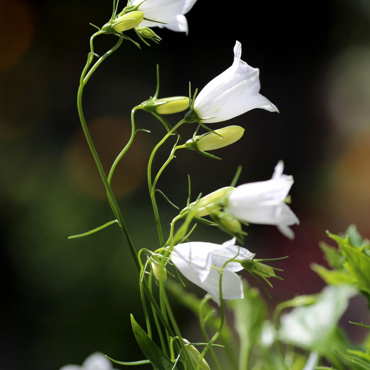 20s| Baby White Campanule Seeds – Heirloom, Non-GMO, Easy to Grow Perennial, Perfect for Borders, Rock Gardens, Cottage Gardens, and Pollinator-Friendly Landscapes#8051