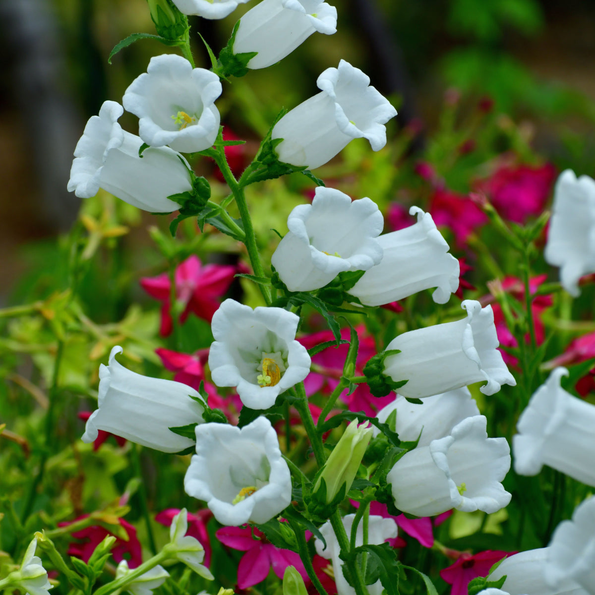 20s| Baby White Campanule Seeds – Heirloom, Non-GMO, Easy to Grow Perennial, Perfect for Borders, Rock Gardens, Cottage Gardens, and Pollinator-Friendly Landscapes#8051
