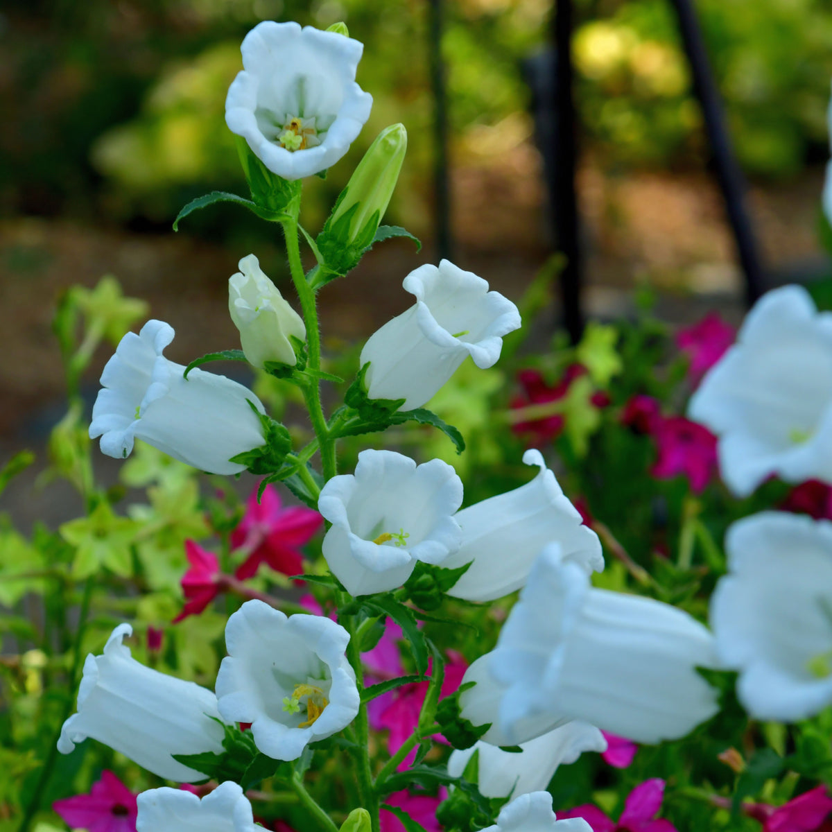 20s| Baby White Campanule Seeds – Heirloom, Non-GMO, Easy to Grow Perennial, Perfect for Borders, Rock Gardens, Cottage Gardens, and Pollinator-Friendly Landscapes#8051