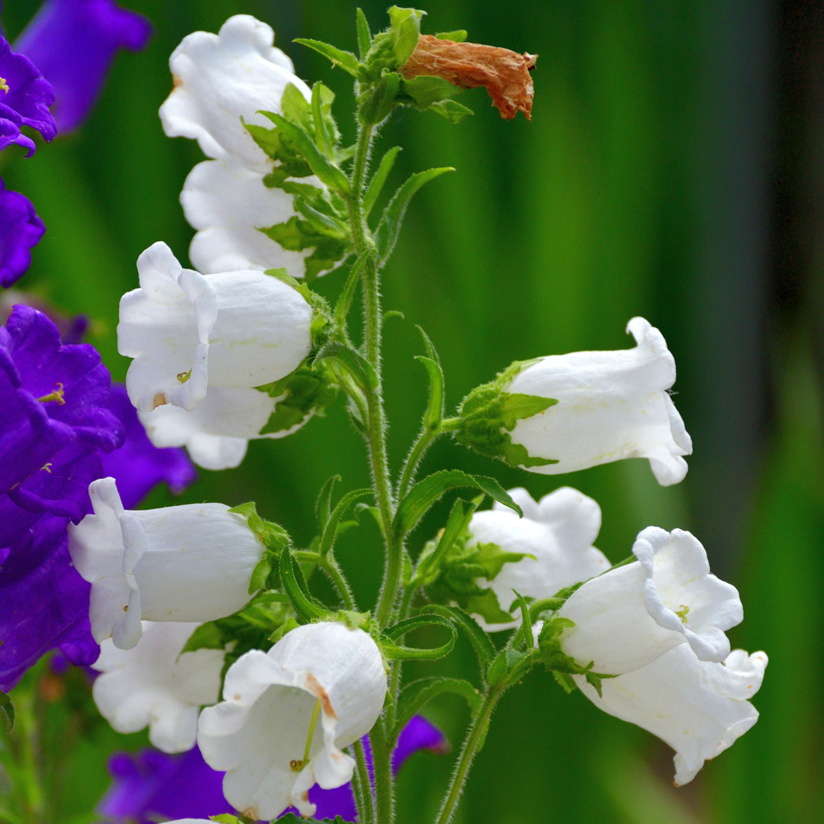 20s| Baby White Campanule Seeds – Heirloom, Non-GMO, Easy to Grow Perennial, Perfect for Borders, Rock Gardens, Cottage Gardens, and Pollinator-Friendly Landscapes#8051