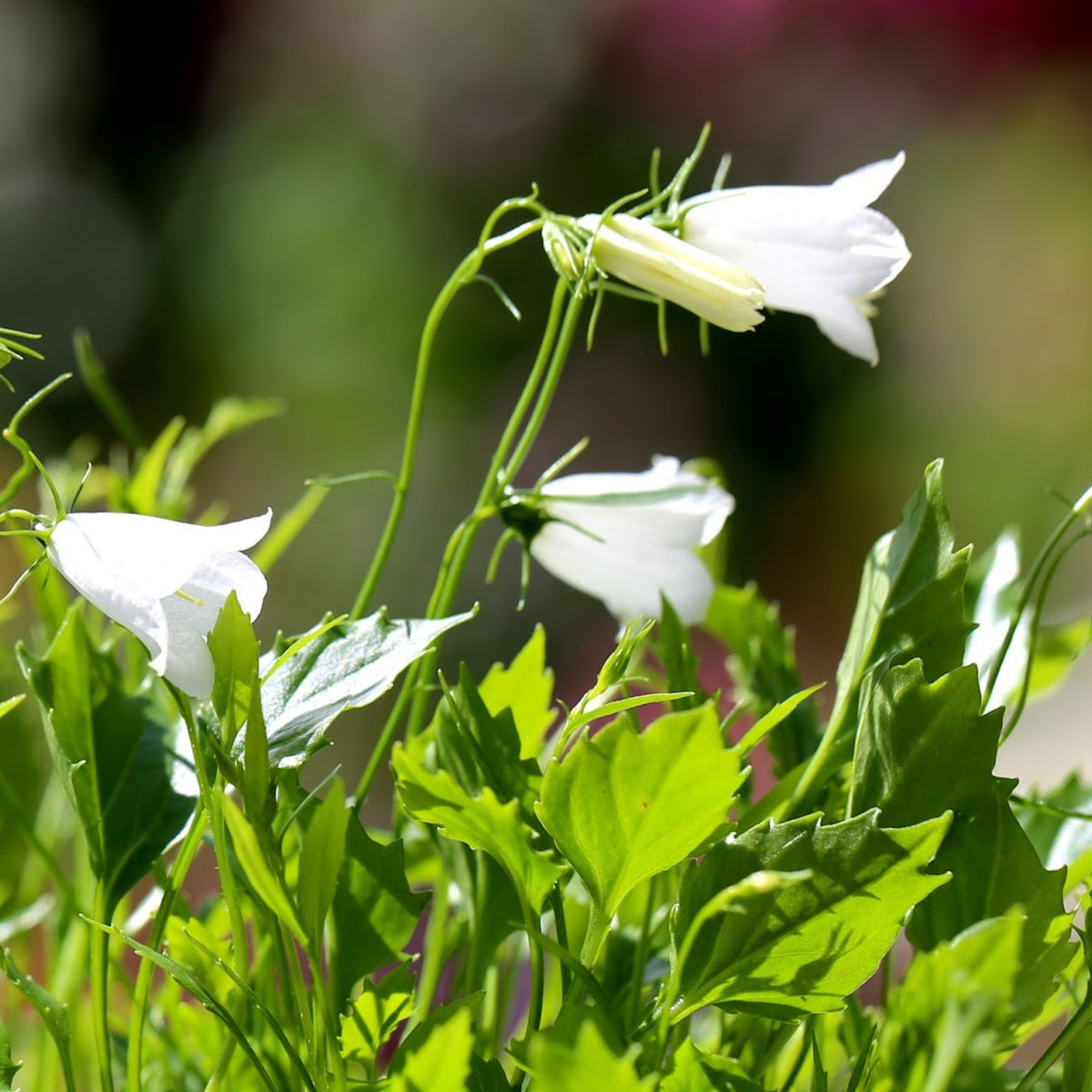 20s| Baby White Campanule Seeds – Heirloom, Non-GMO, Easy to Grow Perennial, Perfect for Borders, Rock Gardens, Cottage Gardens, and Pollinator-Friendly Landscapes#8051