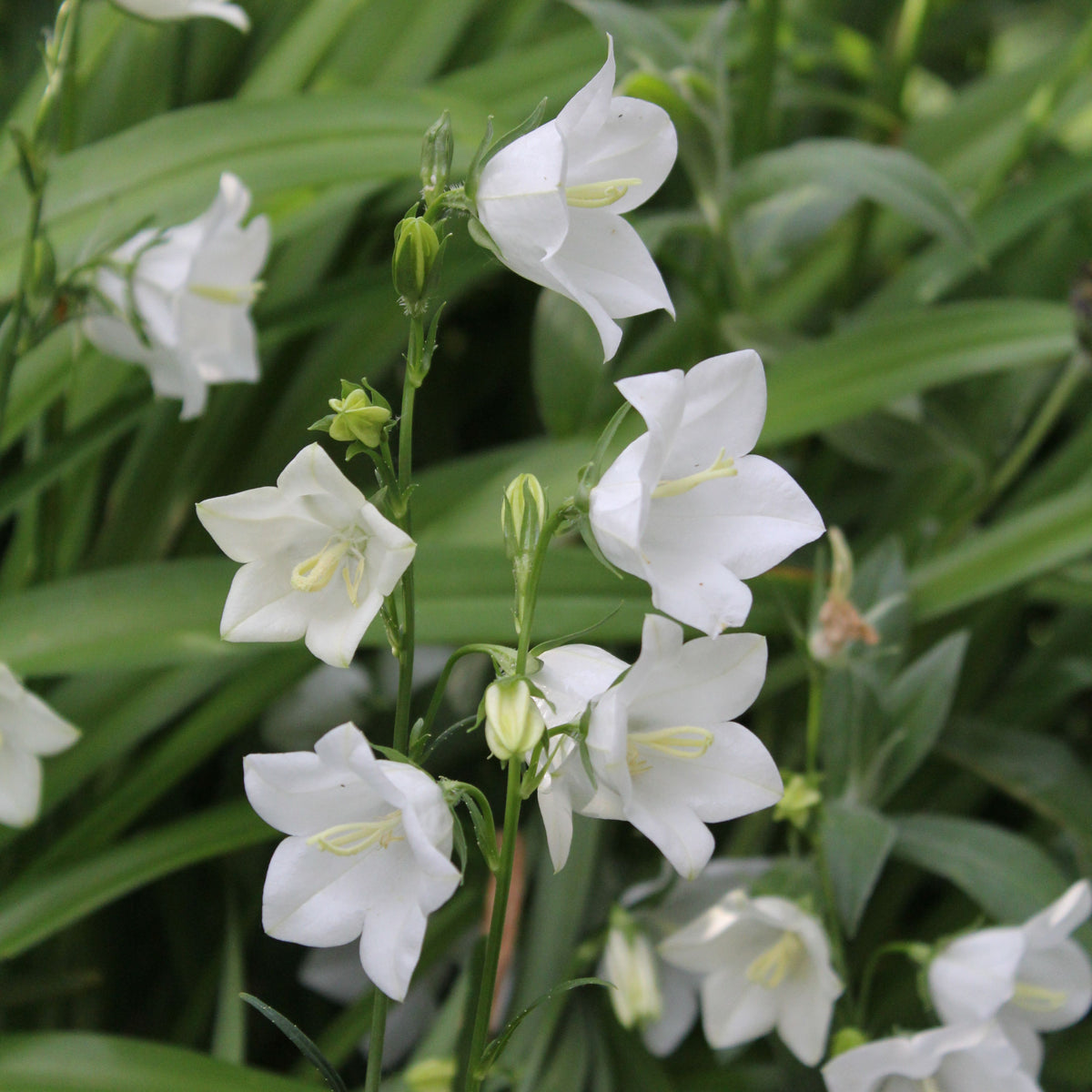 20s| Baby White Campanule Seeds – Heirloom, Non-GMO, Easy to Grow Perennial, Perfect for Borders, Rock Gardens, Cottage Gardens, and Pollinator-Friendly Landscapes#8051
